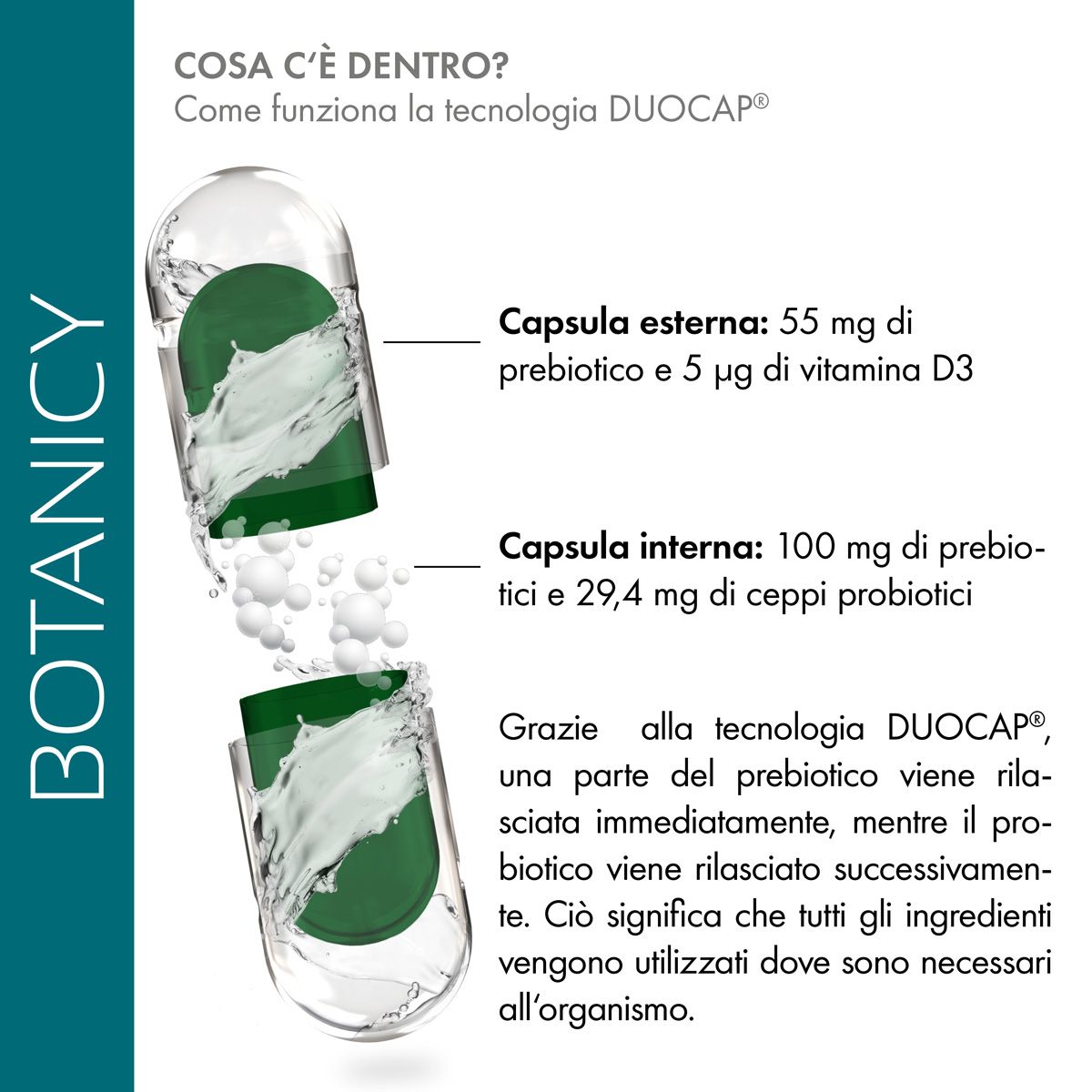 Sezione di una capsula. Capsula esterna: 55 mg prebiotico, 5 µg vitamina D3. Capsula interna: 100 mg prebiotico, 29,4 mg probiotici.