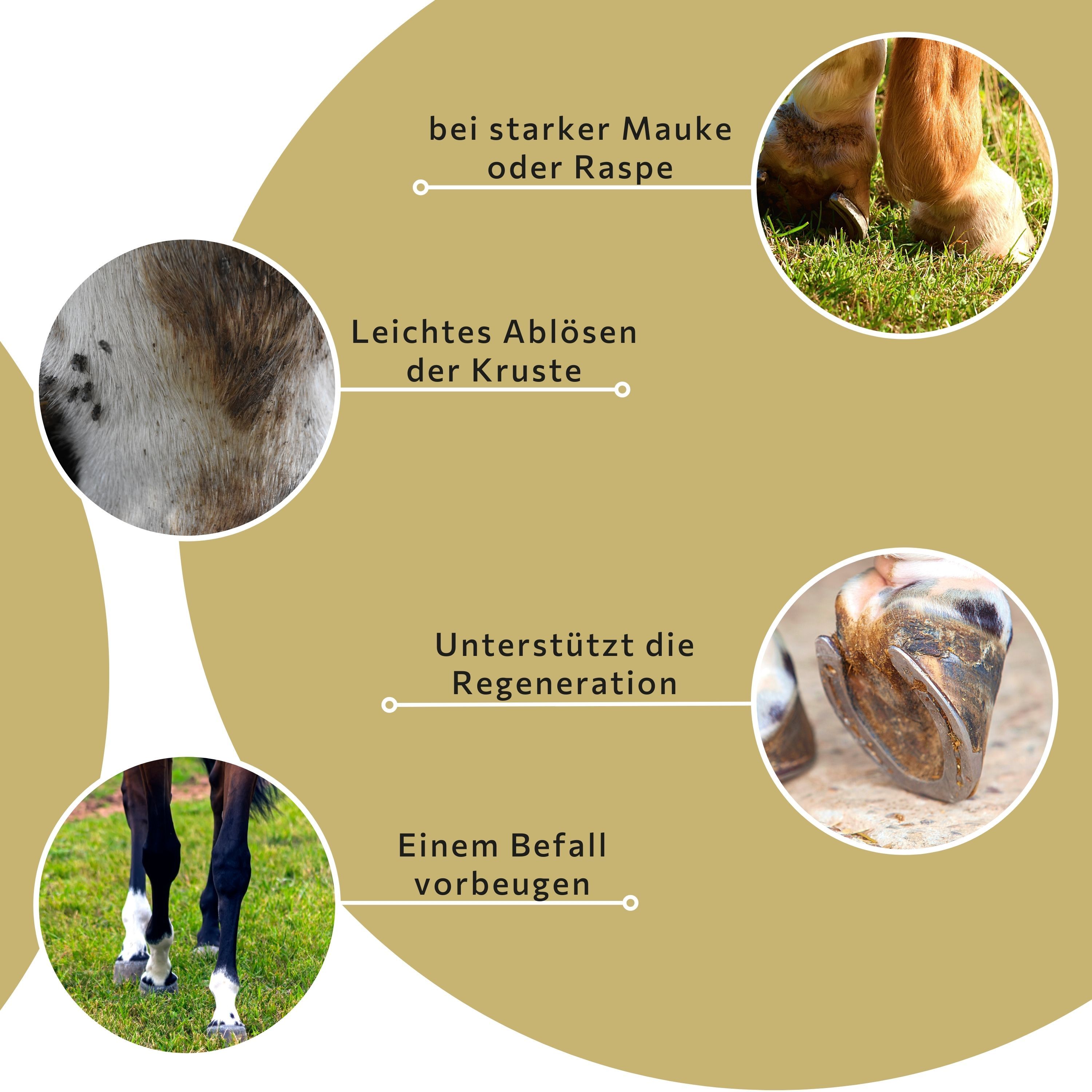 Primi piani di zampe e pelle di cavallo. Testo: In caso di rogna o rogna. Facile distacco della crosta. Rigenerazione.