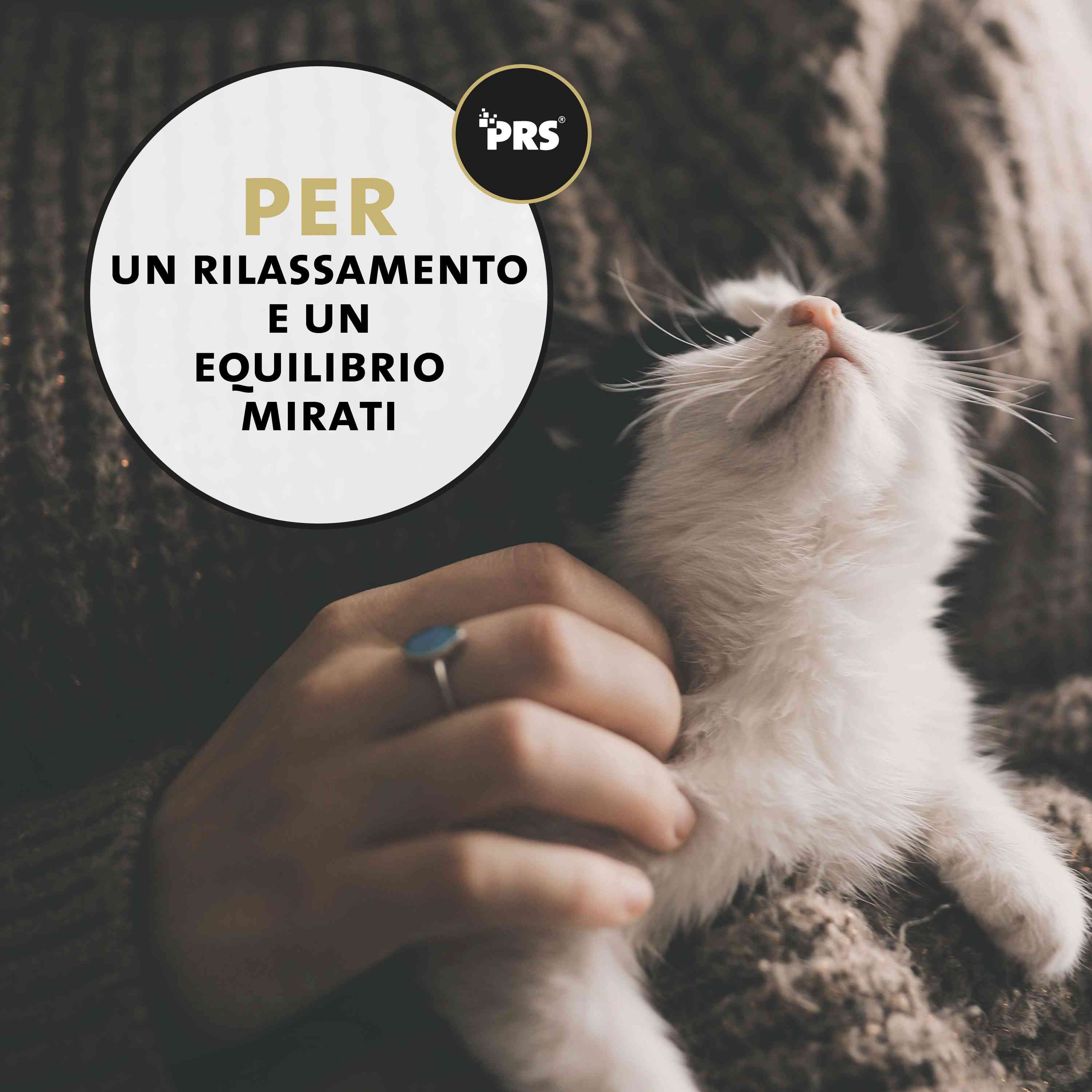 Primo piano di un gattino, olio Peticare CBD con applicatore a contagocce.