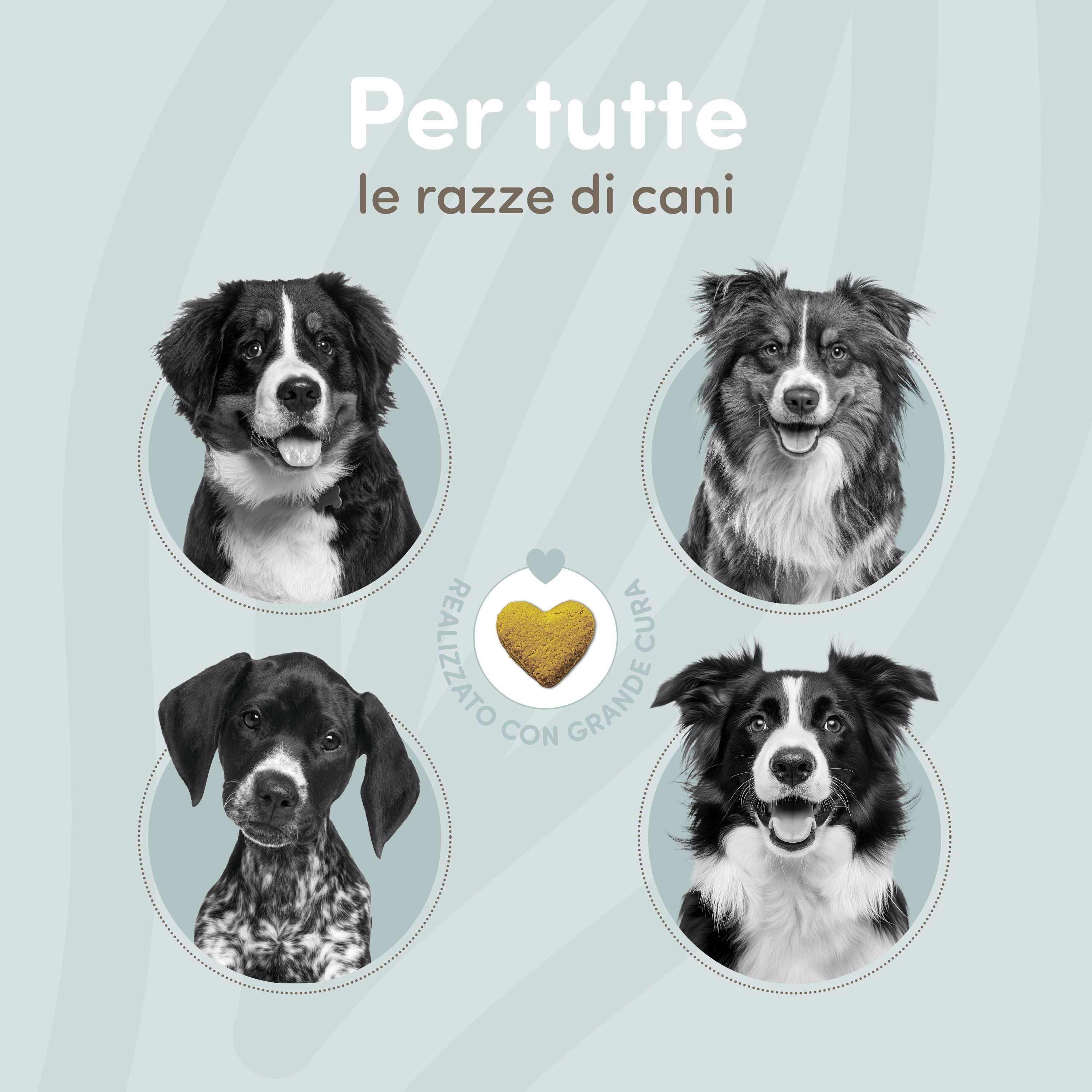 Quattro ritratti di cani: Bovaro del Bernese, Border Collie, cane da caccia, Border Collie.
