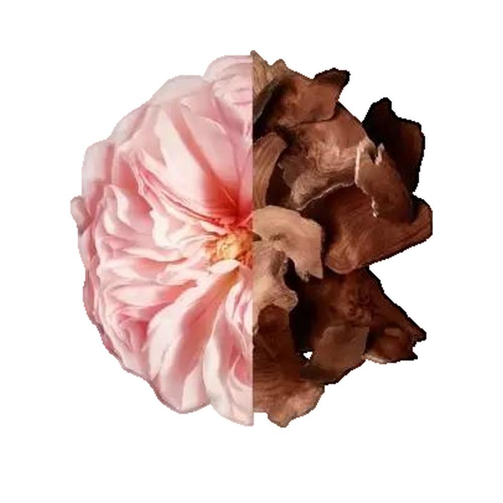 Metà fiore rosa, metà pezzi di legno marrone. Immagini giustapposte.