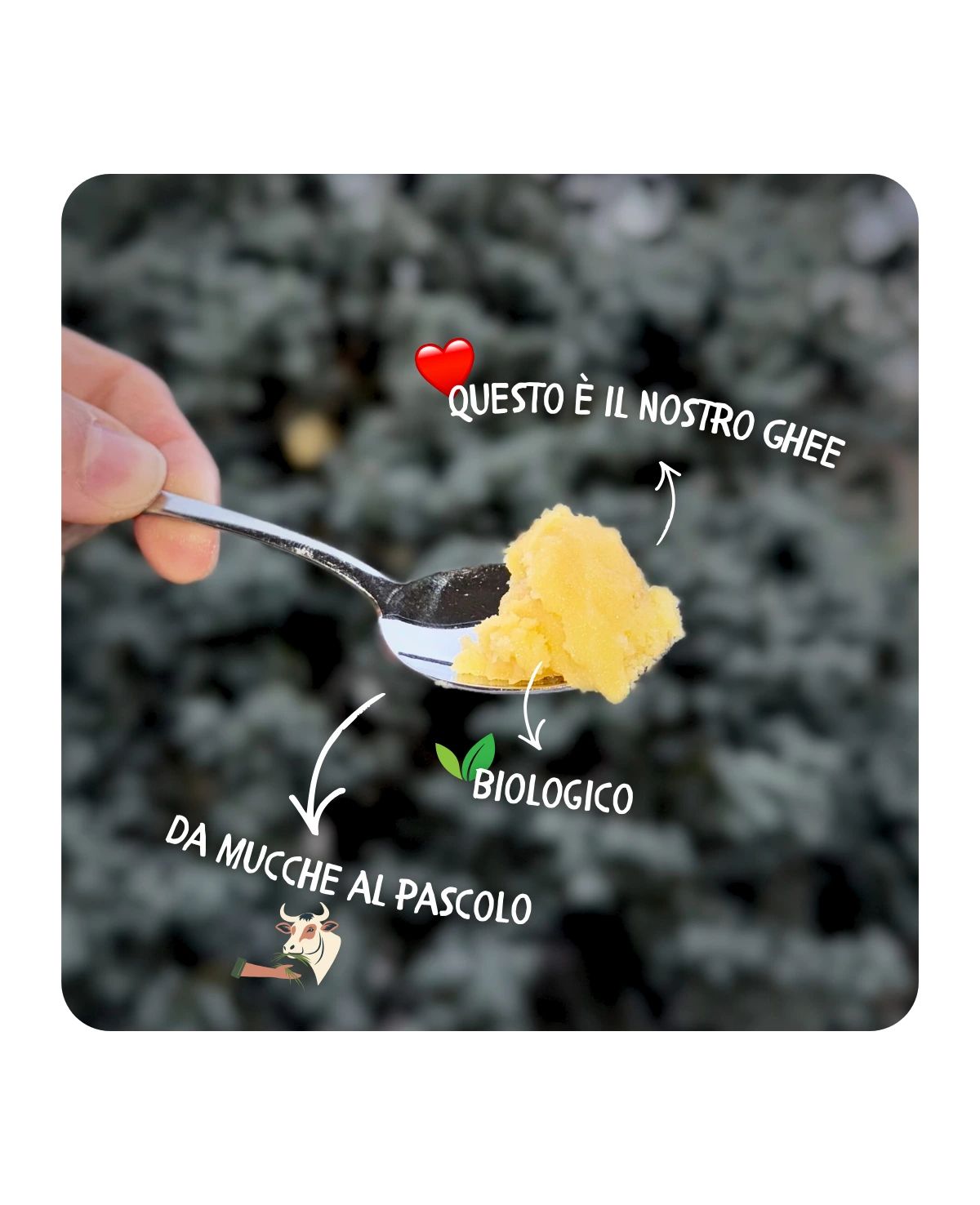 Carnivore Company Ghee Burro Chiarificato Bio 300g