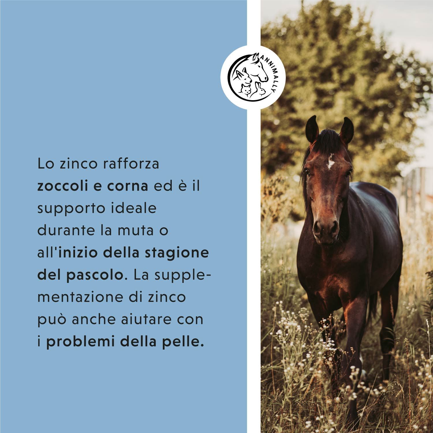 Cavallo marrone in un prato. Testo sullo zinco per zoccoli, corna e muta. Logo Annimally.