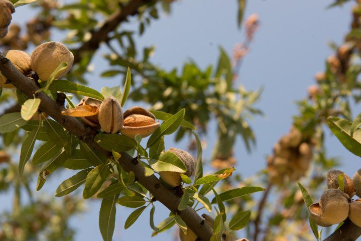 Primo piano di mandorle su un ramo. Alcune mandorle sono aperte, rivelando l'interno. Cielo blu.