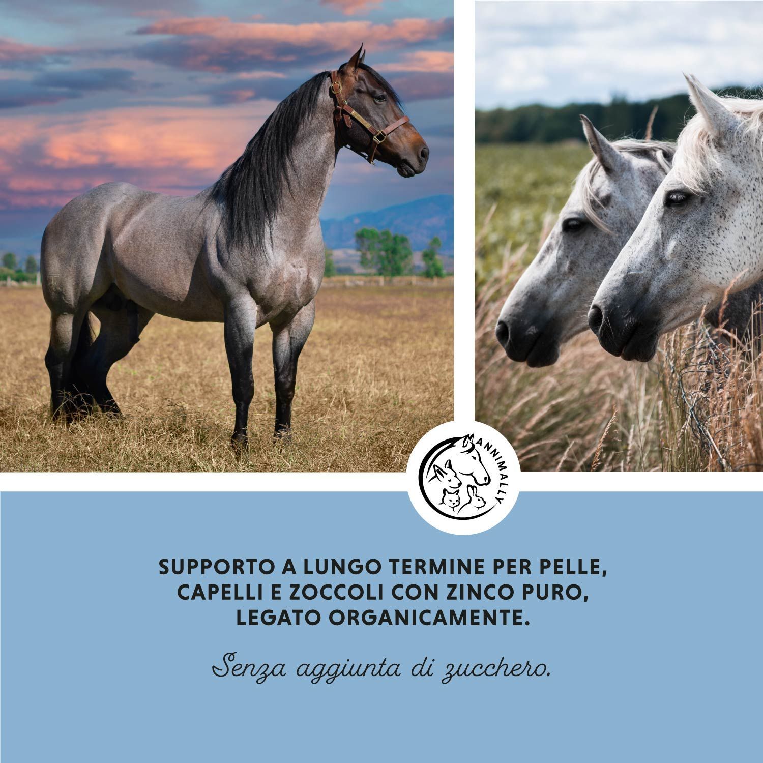 Cavalli in un prato. Testo sullo zinco per pelle, capelli e zoccoli. Logo Annimally.