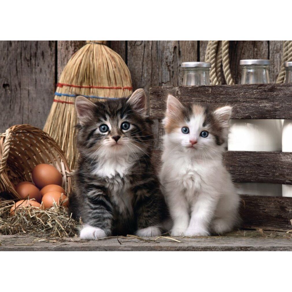 Due gattini seduti davanti a uno sfondo in legno. Visibili anche uova, scopa e barattoli.