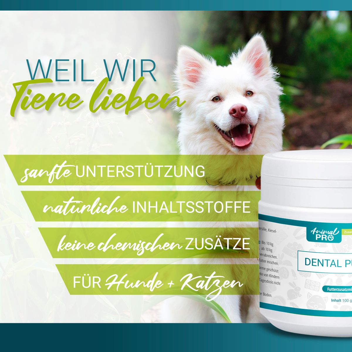 Cane bianco accanto al barattolo DENTAL PULVER. Testo: Supporto delicato, ingredienti naturali, senza additivi chimici. Per cani + gatti.