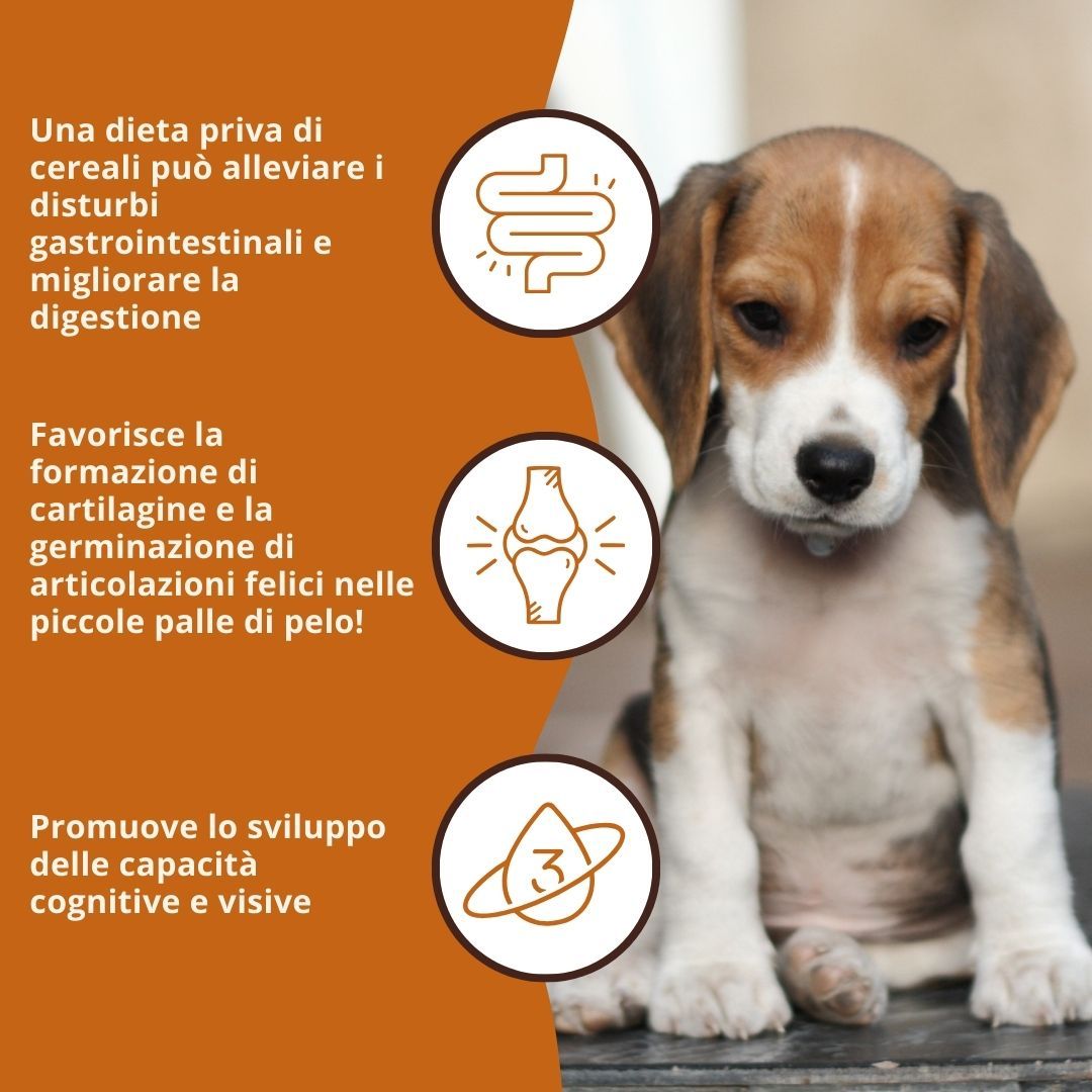 Testo con vantaggi: Una dieta senza cereali può alleviare i disturbi gastrointestinali. Favorisce la formazione di cartilagine. Promuove le capacità cognitive.