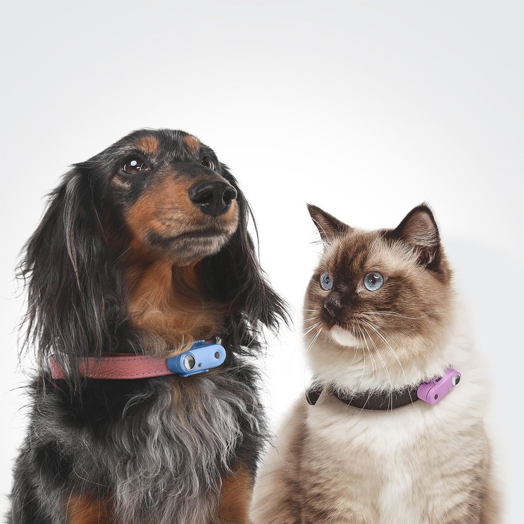 Cane e gatto con collari. Dispositivi Tickless Mini Dog blu e rosa. Guardano in alto.