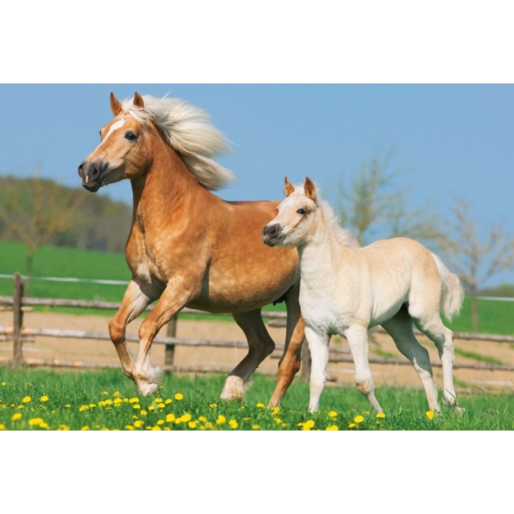 Due cavalli in un campo. Un cavallo marrone e un puledro chiaro corrono. Fiori gialli nell'erba.