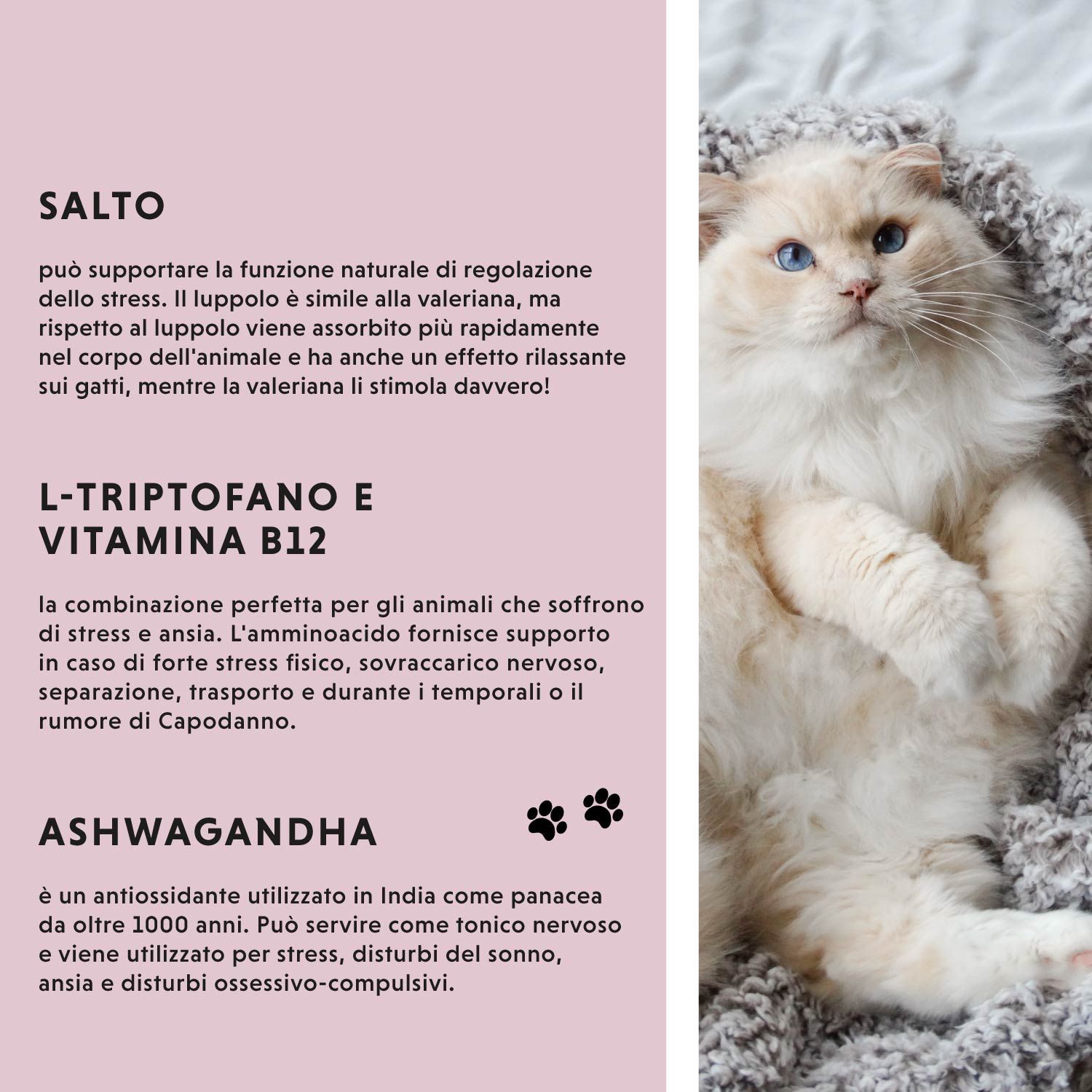 Sfondo con gatto. Testo su luppolo, L-triptofano e vitamina B12 e ashwagandha.