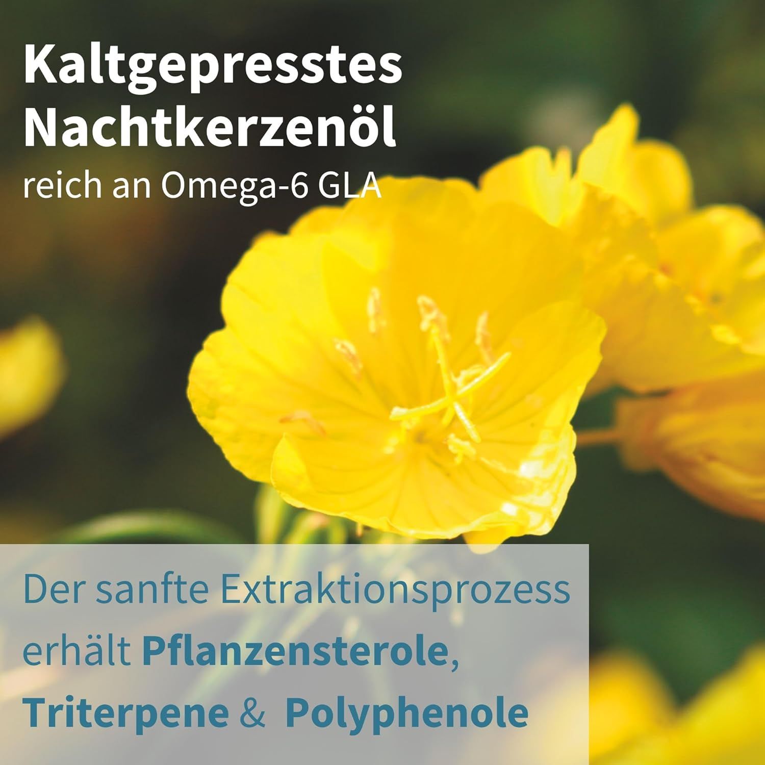 Primo piano di fiori di enotera gialli. Testo: Olio di enotera spremuto a freddo, ricco di Omega-6 GLA. Processo di estrazione delicato.