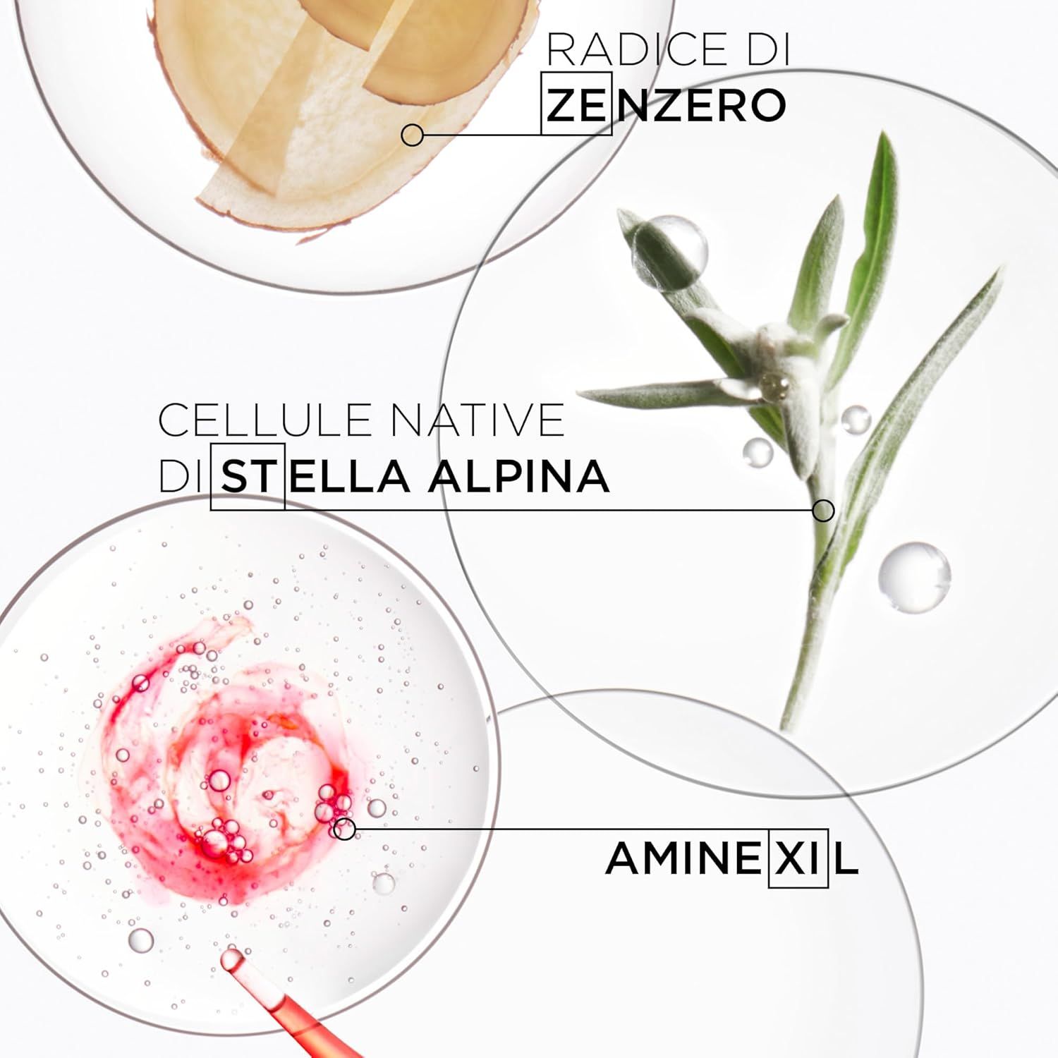 Primo piano degli ingredienti: Radice di zenzero, Stella alpina, Aminexil. Kérastase Genesis.