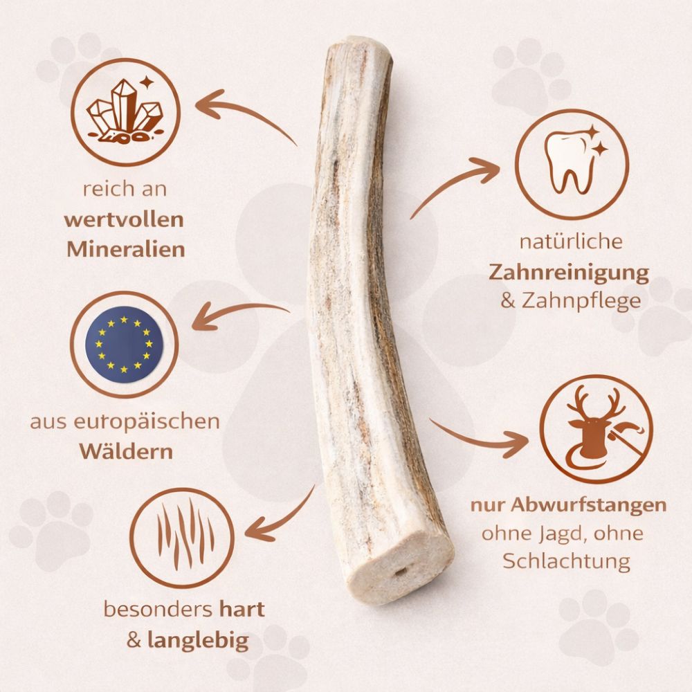 Mezzo palco di cervo da masticare. Testo: ricco di minerali, dalle foreste europee, duro e durevole, pulizia naturale dei denti.