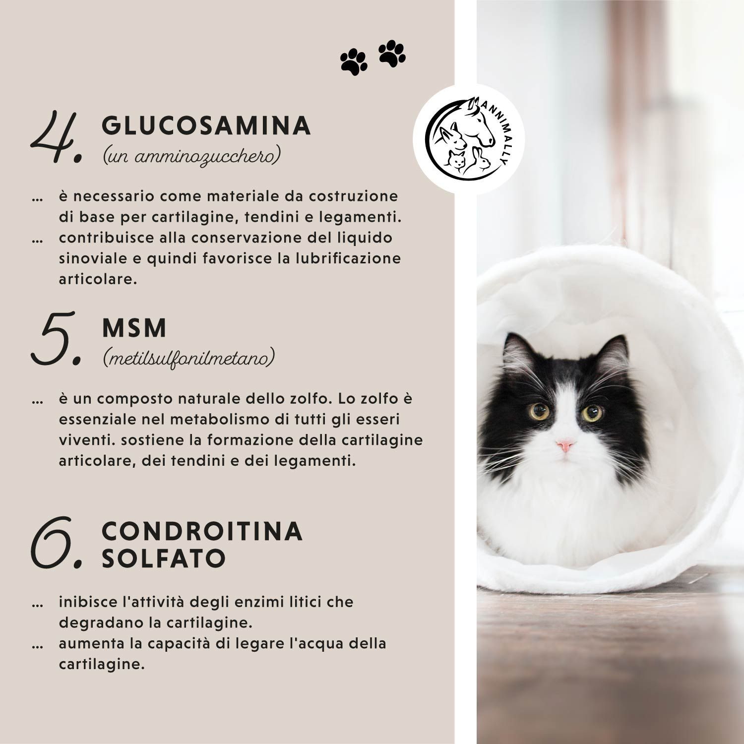 Tabella di testo con ingredienti. Glucosamina, MSM, condroitin solfato. Gatto in un tunnel bianco.