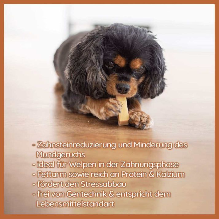 Cane piccolo che mastica un bastoncino di formaggio duro. Testo: riduzione del tartaro, ideale per cuccioli, a basso contenuto di grassi, ricco di proteine e calcio.