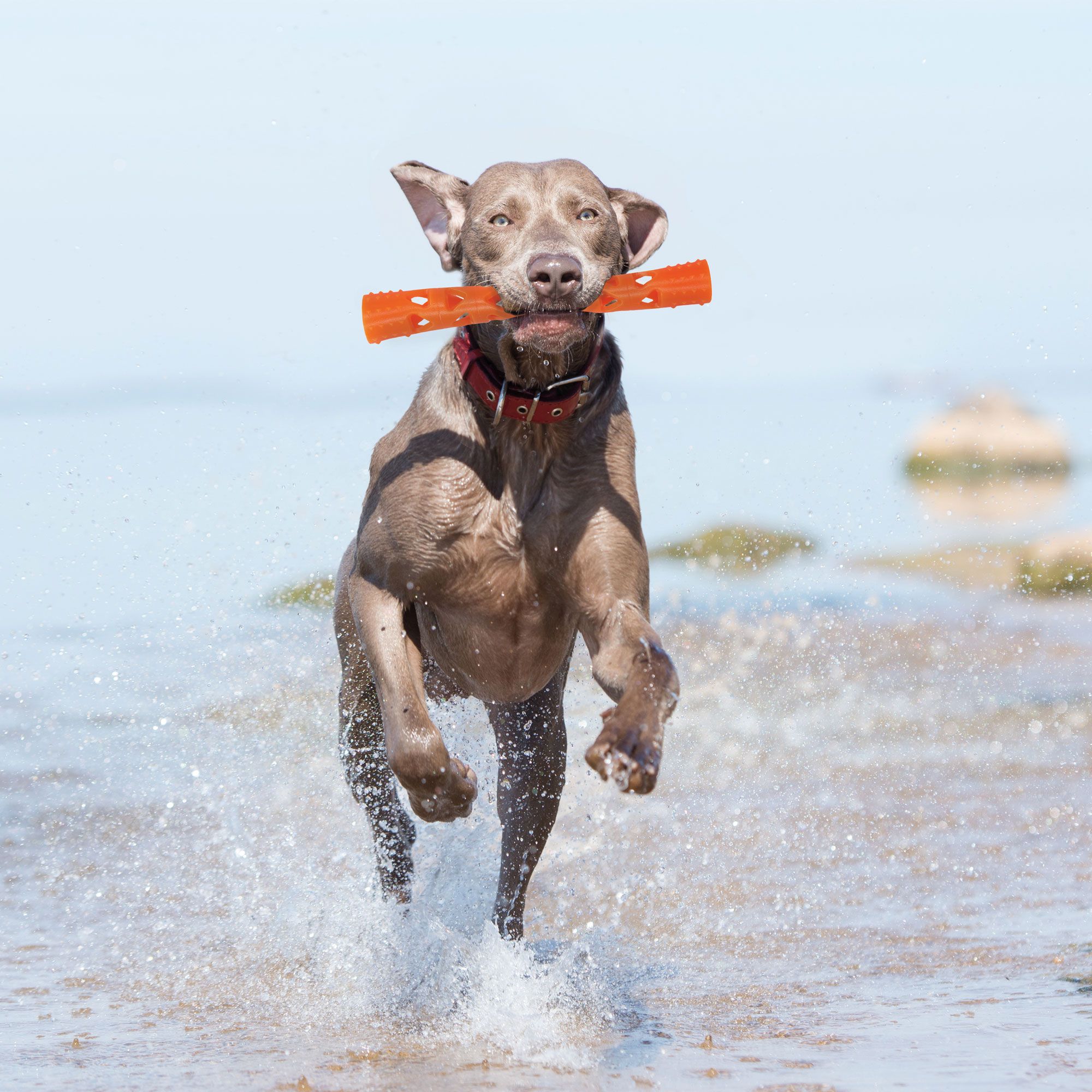 Cane che corre nell'acqua con un bastoncino arancione in bocca.