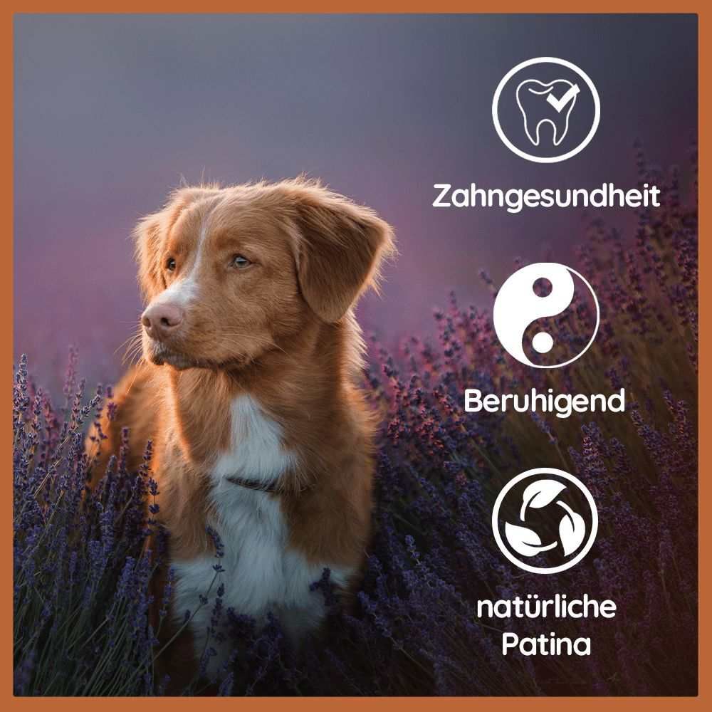 Cane in campo di lavanda. Simboli: salute dentale, calmante, patina naturale. Marchio: WILDFANG®.