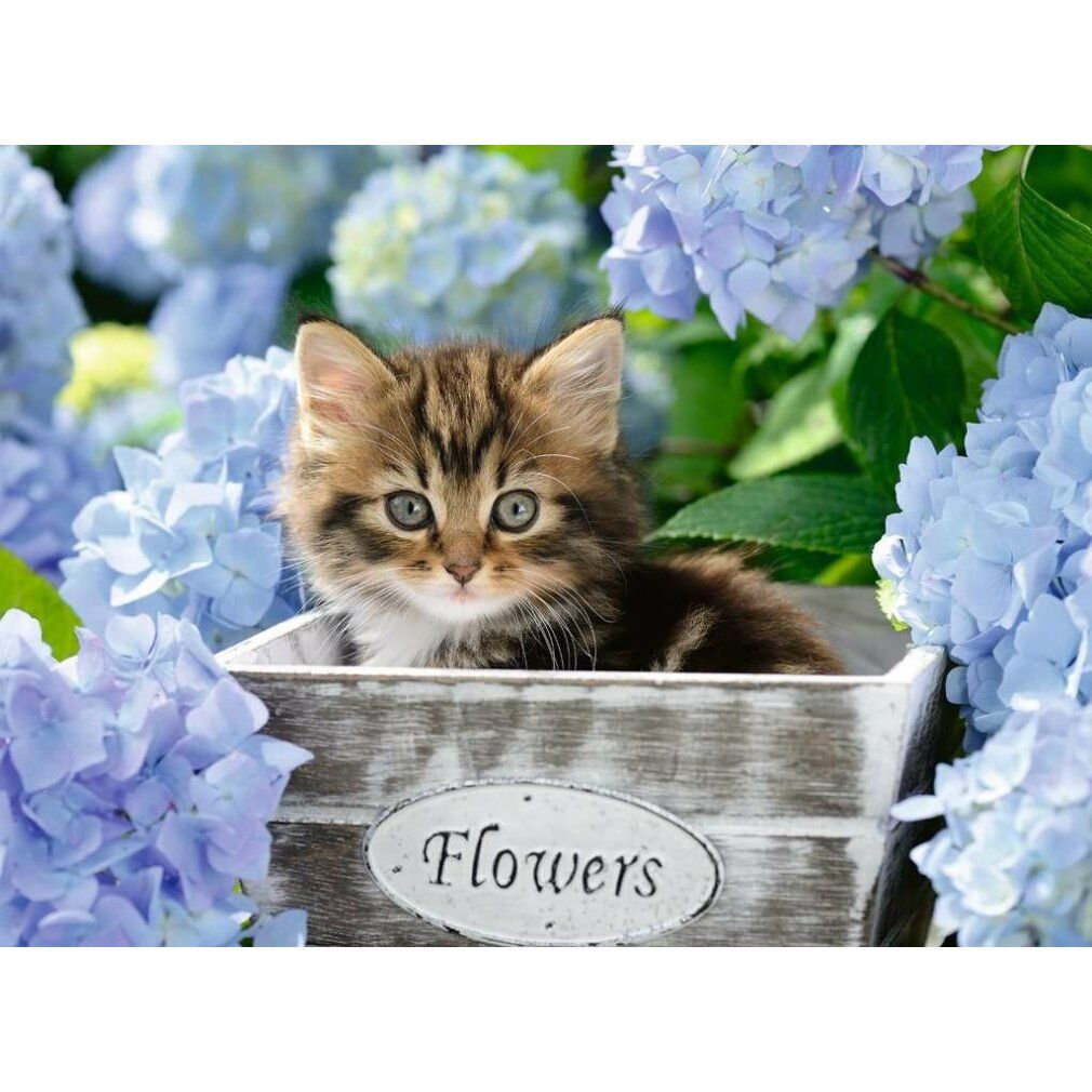 Puzzle Pz. Kleine Katze 300T. Immagine di un gattino in una fioriera. Fiori sullo sfondo. Testo: Flowers.