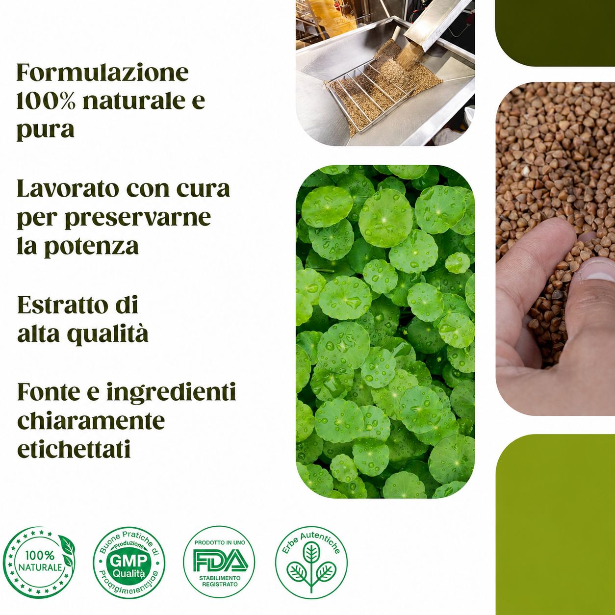 Capsule H&C Gotu Kola (Centella Asiatica)