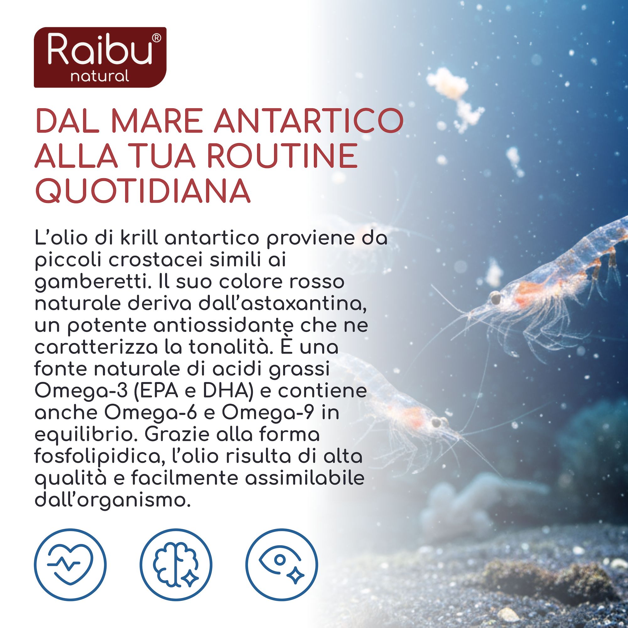 Primo piano del krill nell'acqua. Testo: Olio di krill da piccoli crostacei, ricco di acidi grassi omega-3, astaxantina.