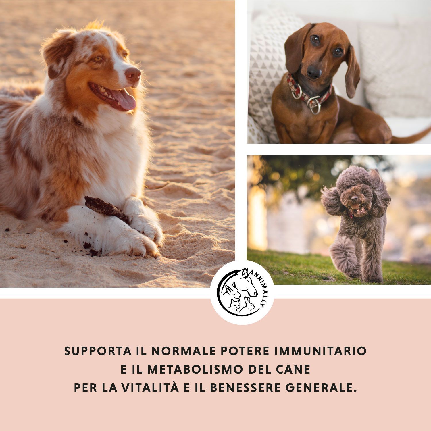 Tre cani su sfondo rosa. Testo: Supporta la normale funzione immunitaria e il metabolismo del cane.