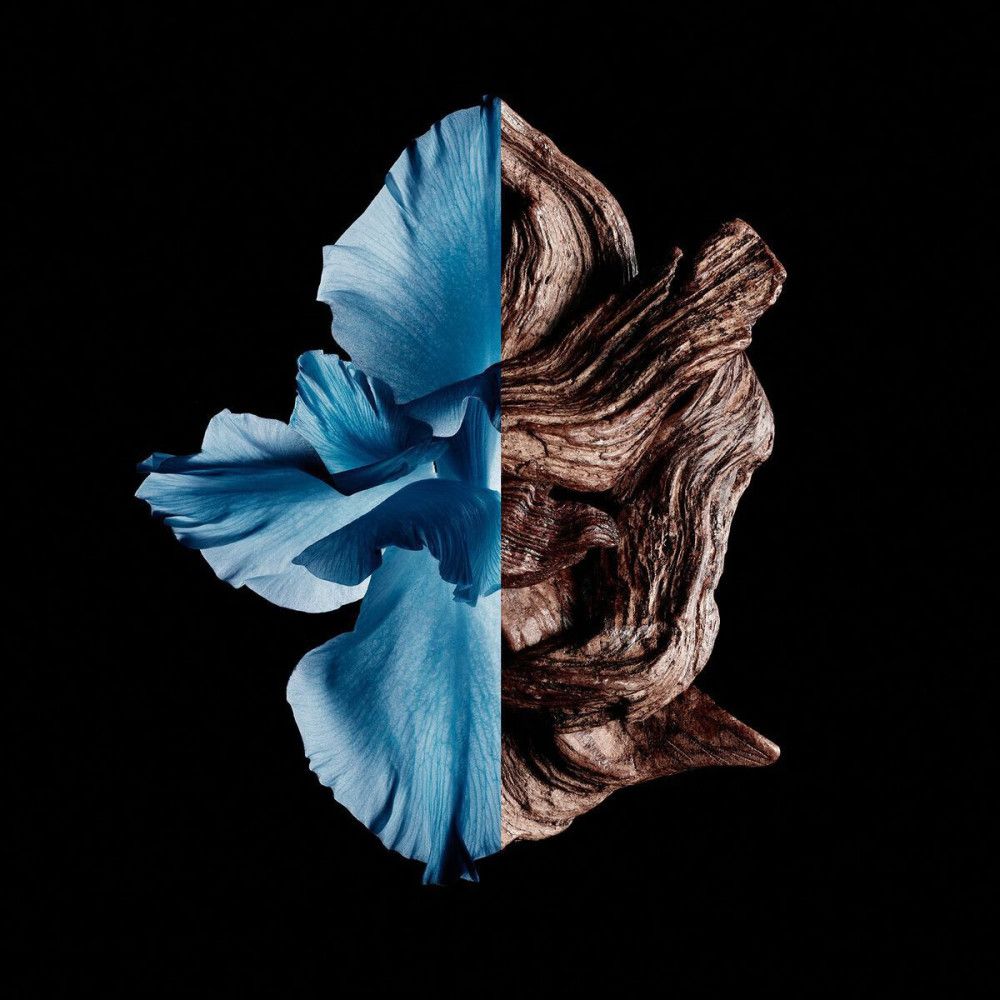 Metà petali blu, metà legno marrone su sfondo nero. Rappresentazione di Givenchy Gentleman Eau de Toilette Intense.