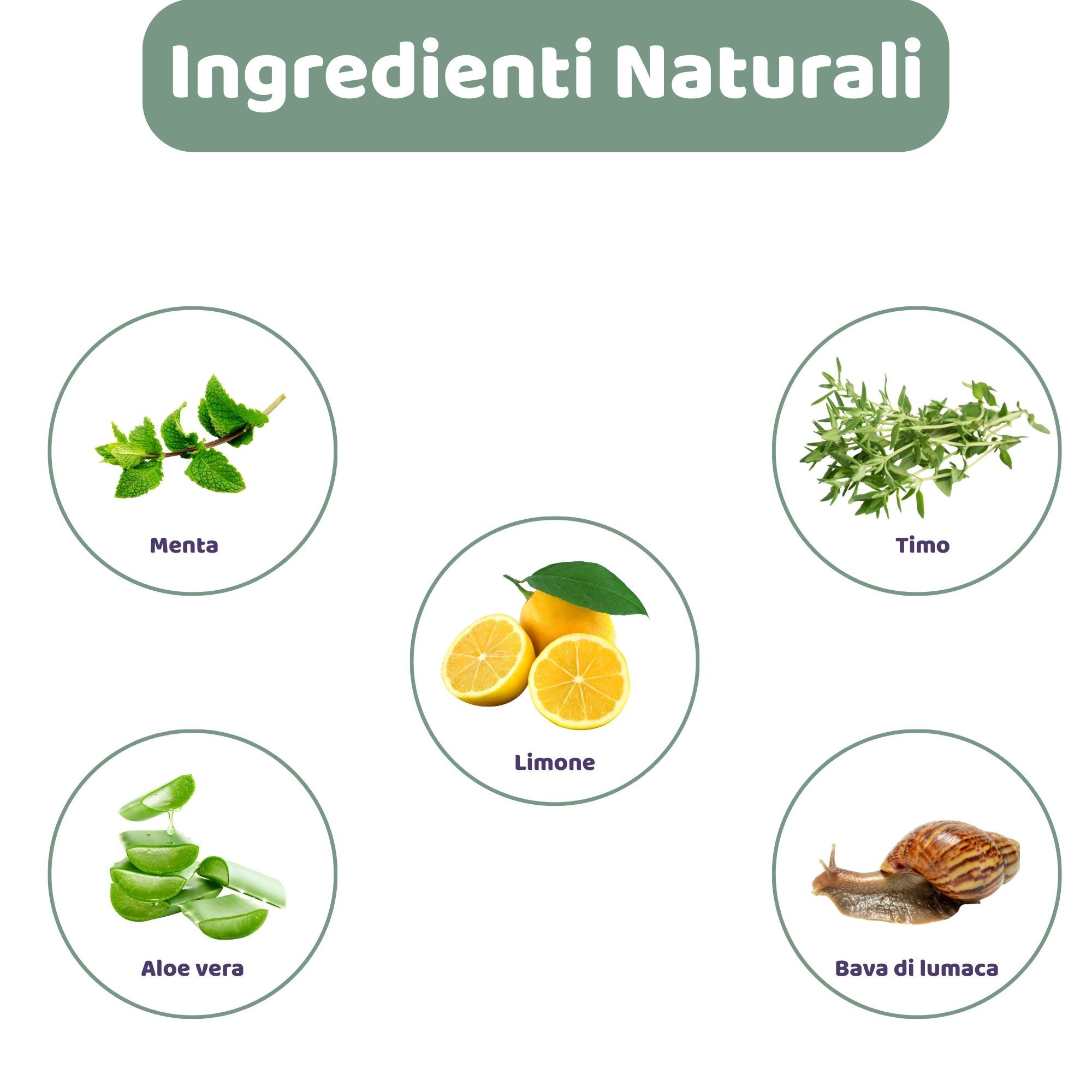 Illustrazioni circolari di ingredienti naturali: menta, limone, timo, aloe vera e bava di lumaca.