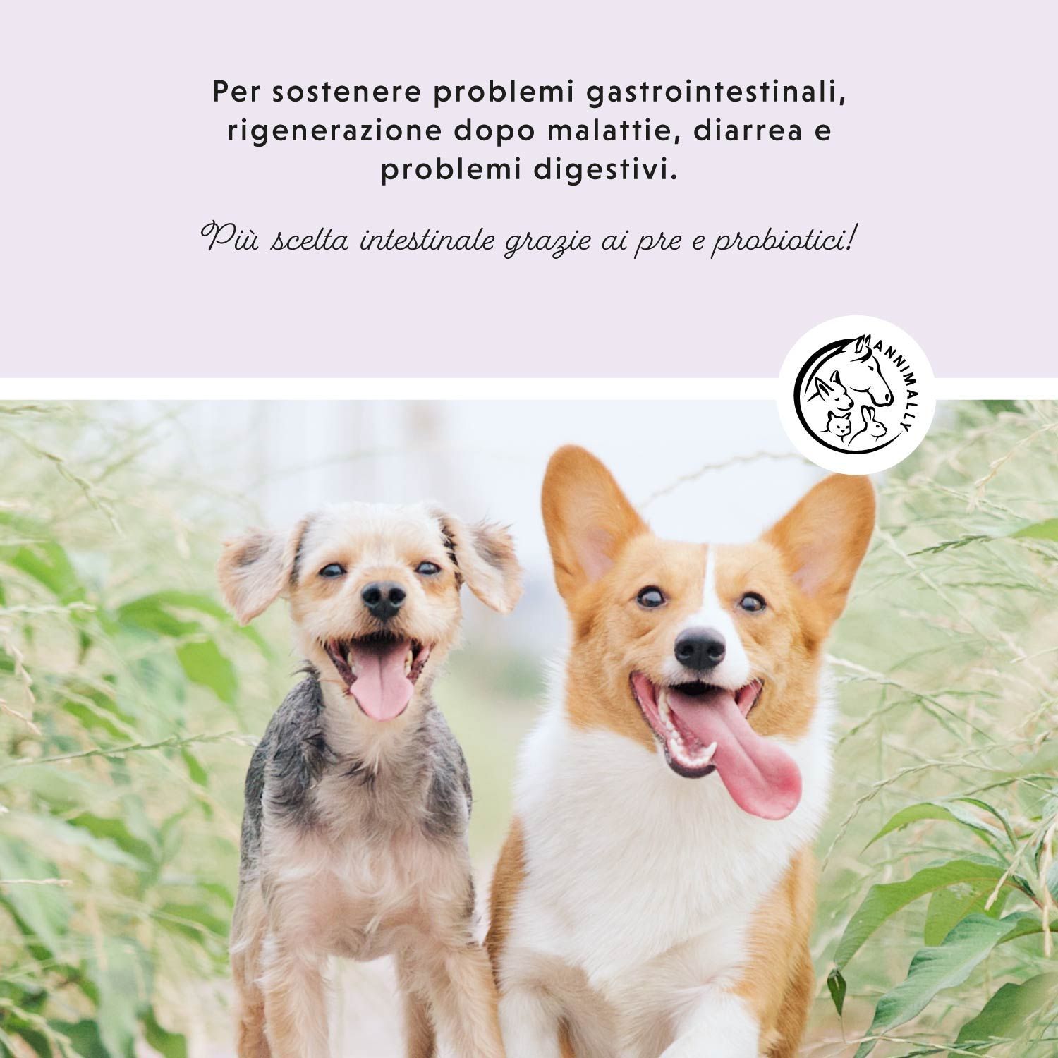 Due cani con testo: Per il supporto in caso di problemi gastrointestinali. Più benessere intestinale grazie ai pre e probiotici!