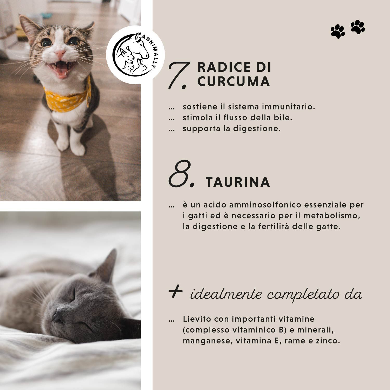 Tabella di testo con ingredienti. Radice di curcuma, taurina. Gatto con foulard giallo, gatto che dorme.