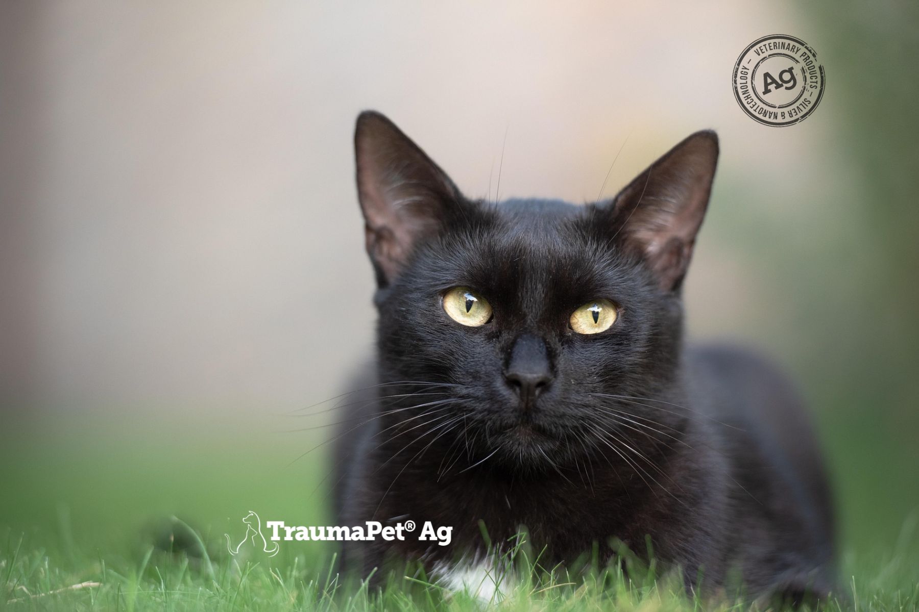 Gatto nero con occhi gialli. Sdraiato nell'erba. Logo TraumaPet Ag.