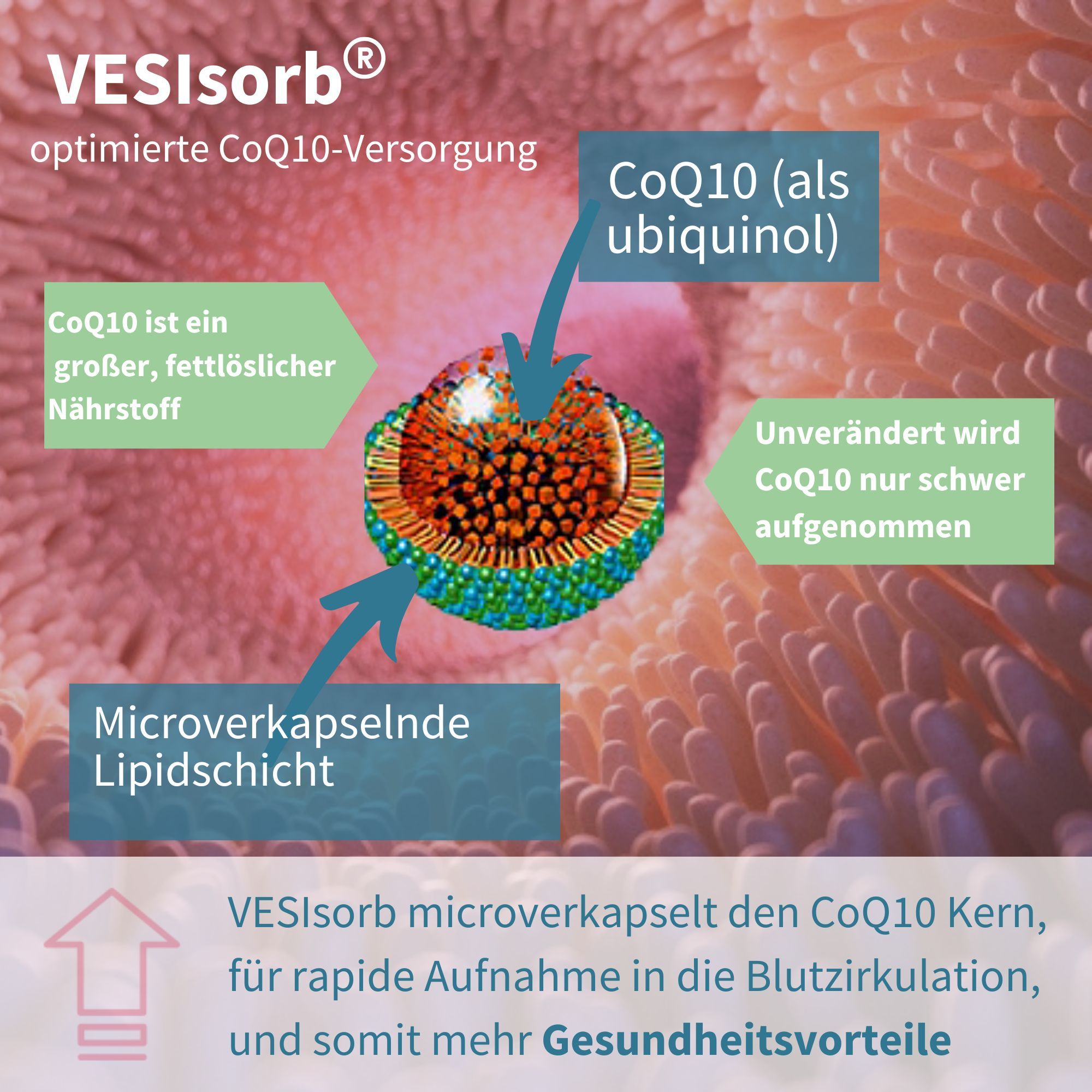 Igennus VESIsorb Ubiquinolo 100mg Kaneka, Ubichinolo Integratore Coenzima Q10