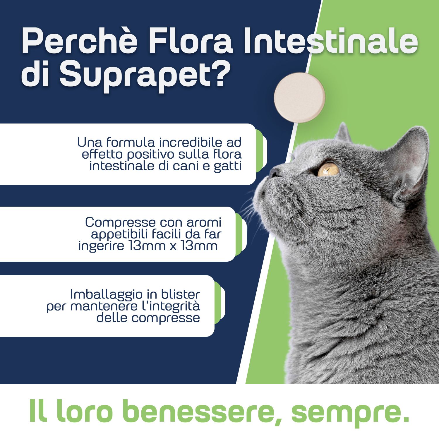 Gatto grigio guarda verso l'alto, accanto una compressa rotonda.