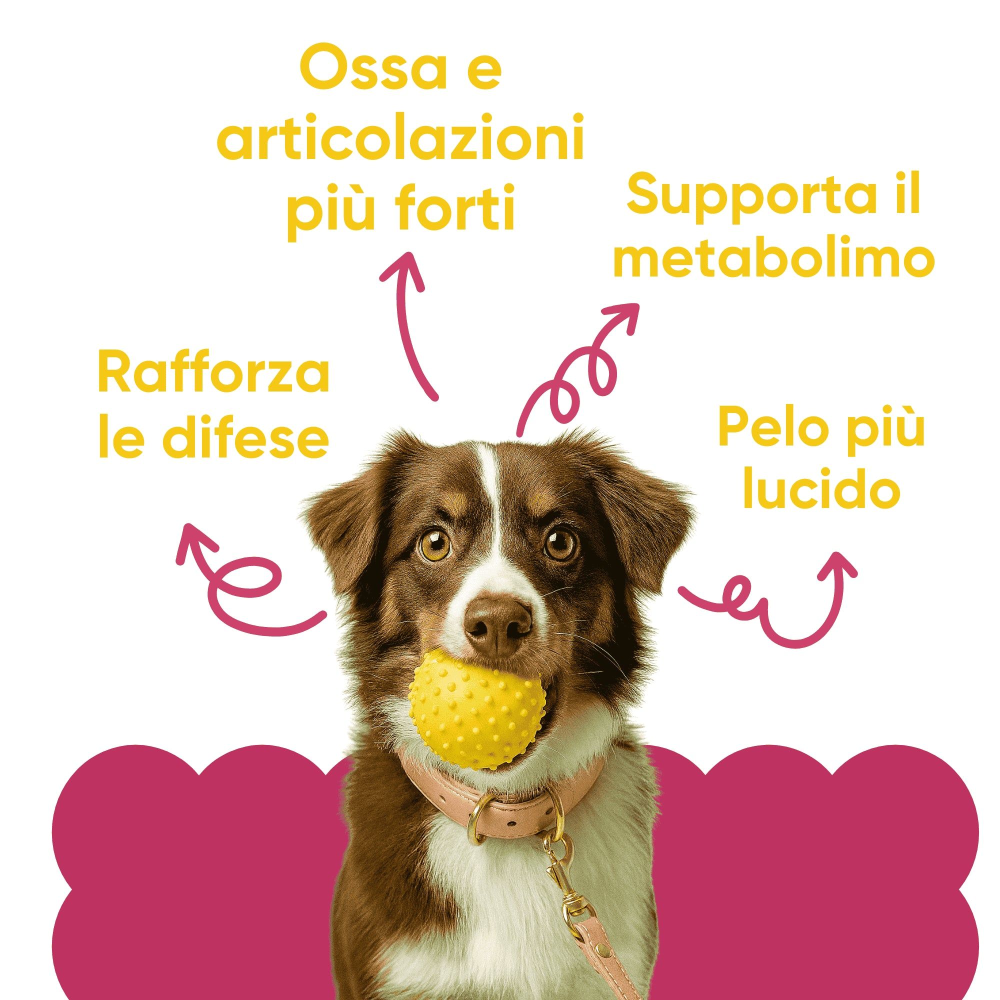 Cane con palla. Frecce indicano: ossa e articolazioni più forti, supporta il metabolismo, pelo più lucido, rafforza le difese.