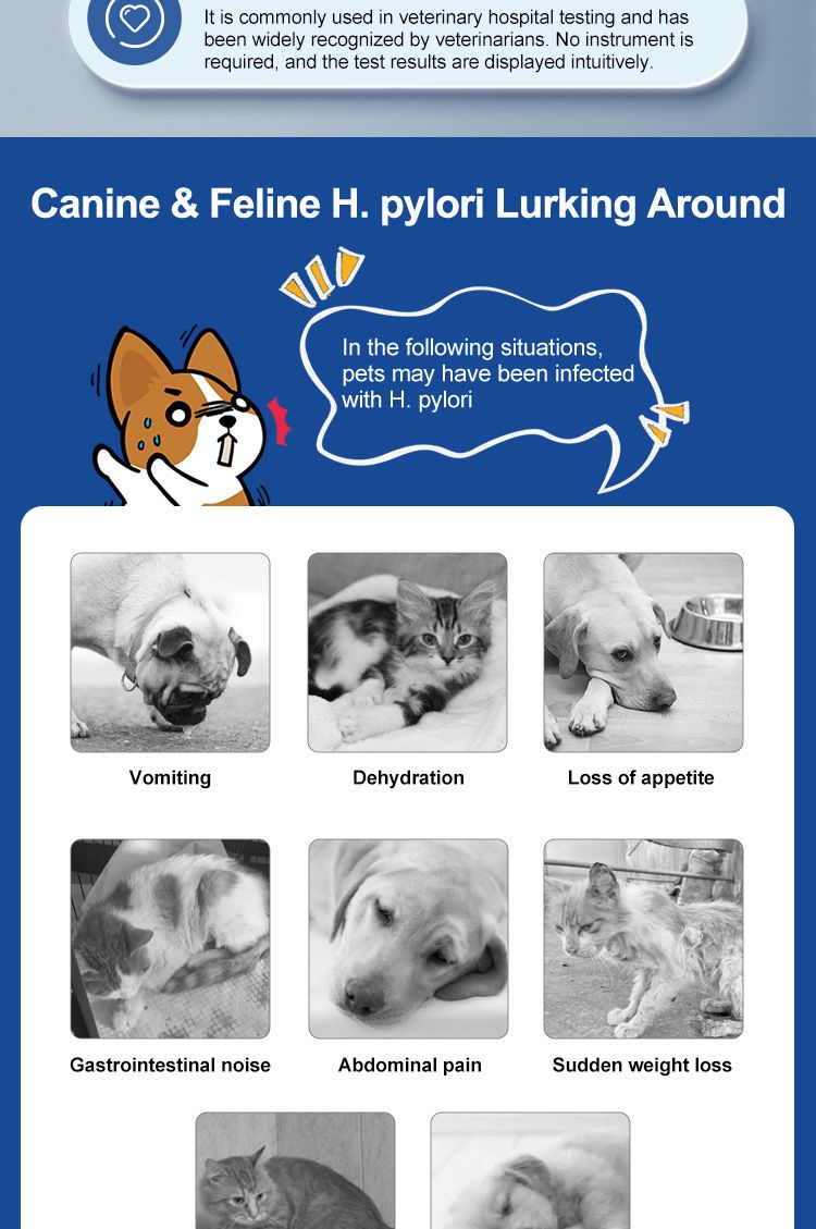Infografica con sintomi di H. pylori in cani e gatti. Immagini di animali con testo.