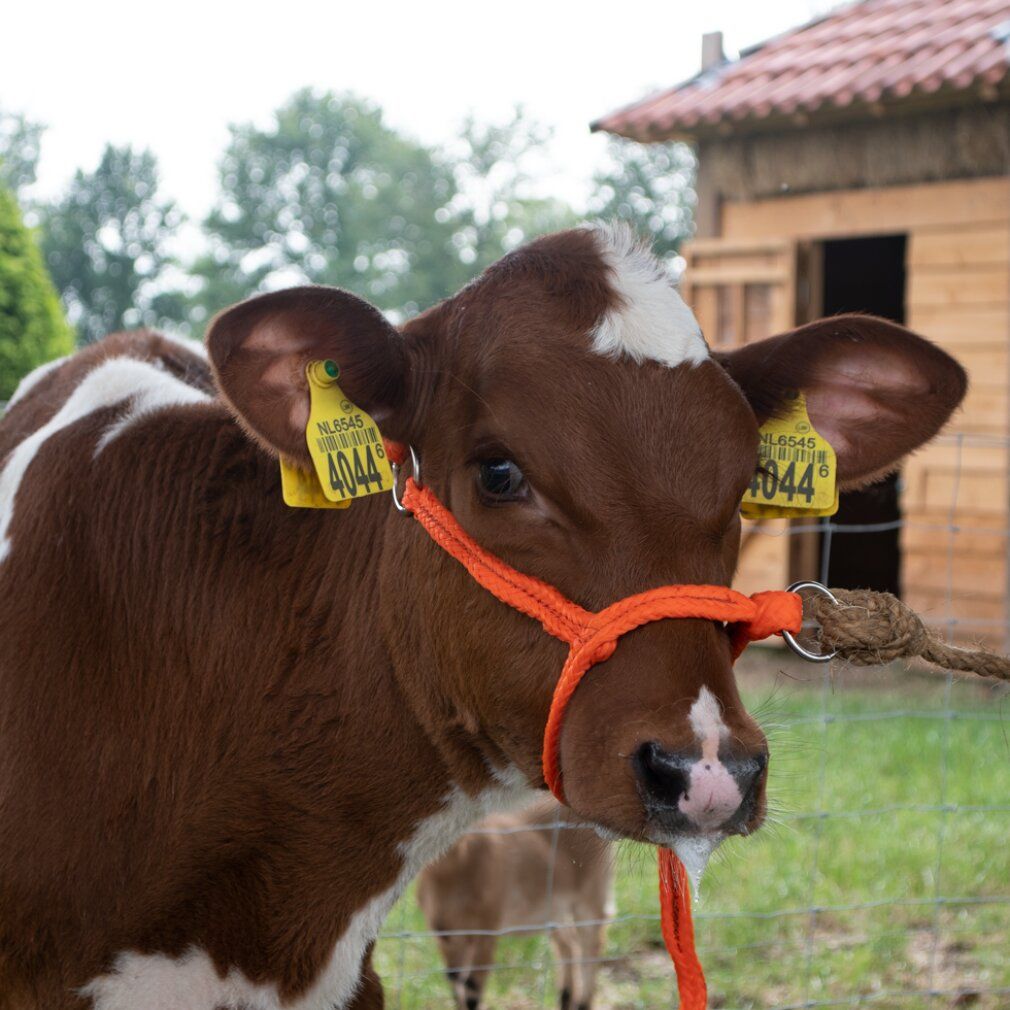 Halter al polpaccio regolabile arancione. Il vitello è marrone e bianco maculato. Targhette gialle.