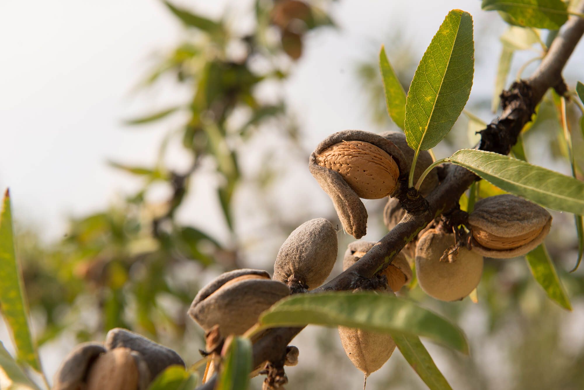Terradiva mandorle sgusciate biologiche