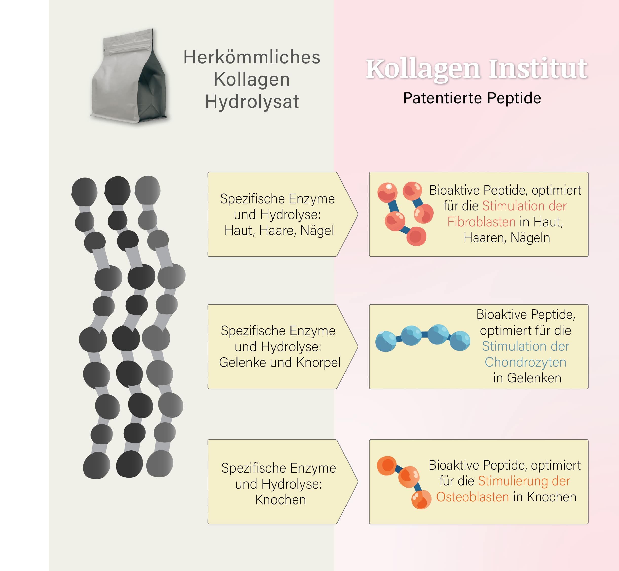 Infografica. Sinistra: Idrolizzato di collagene. Destra: Peptidi bioattivi per pelle, capelli, unghie, articolazioni e ossa. Enzimi specifici.