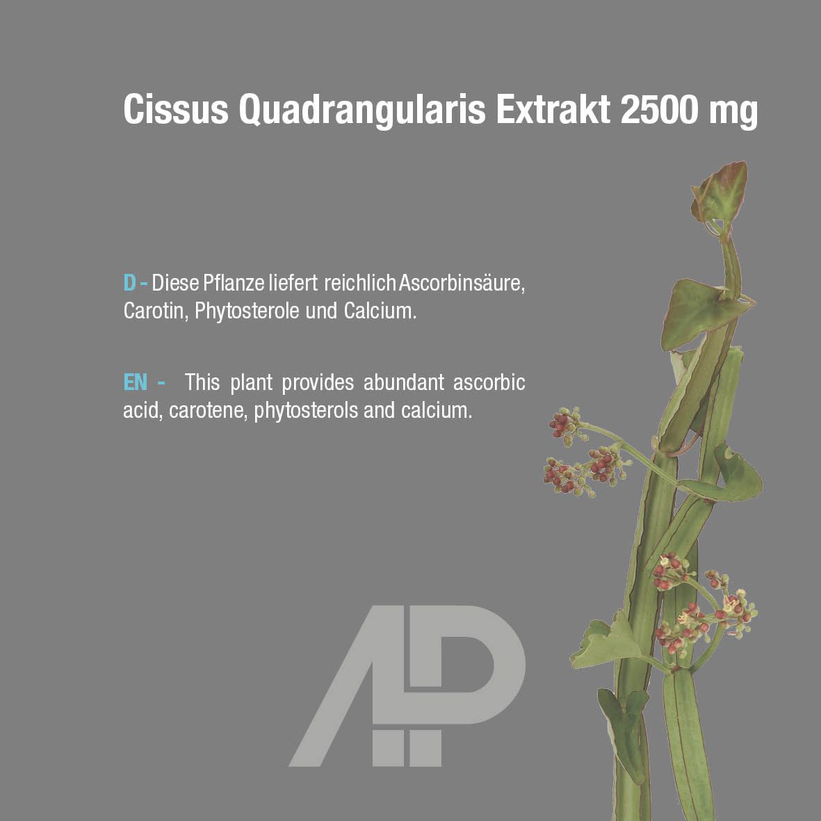 Pianta con testo: Cissus Quadrangularis Estratto 2500 mg. Testo: Questa pianta fornisce acido ascorbico, carotene, fitosteroli e calcio.