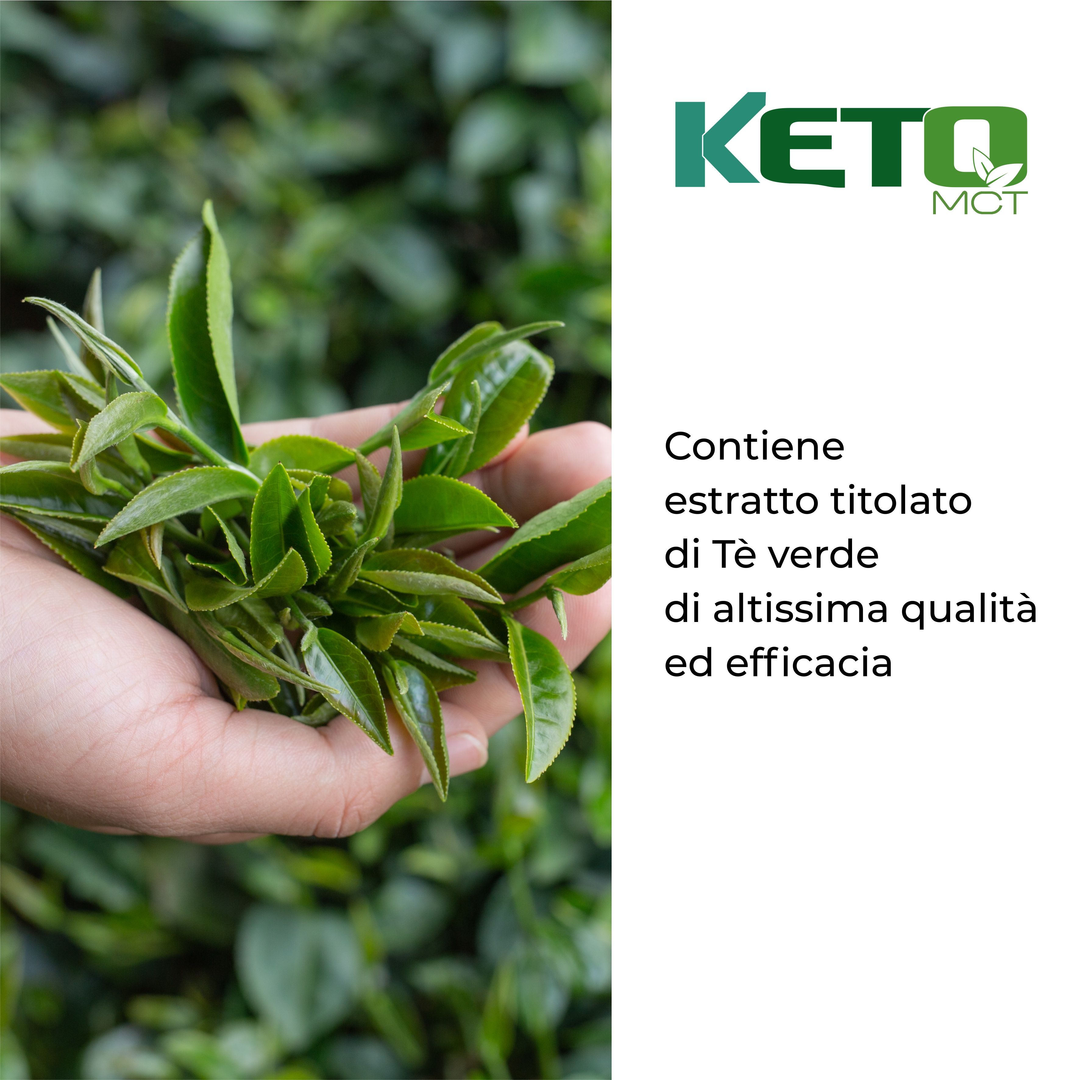 Foglie di tè verde in mano. Testo: Contiene estratto di tè verde di altissima qualità ed efficacia.
