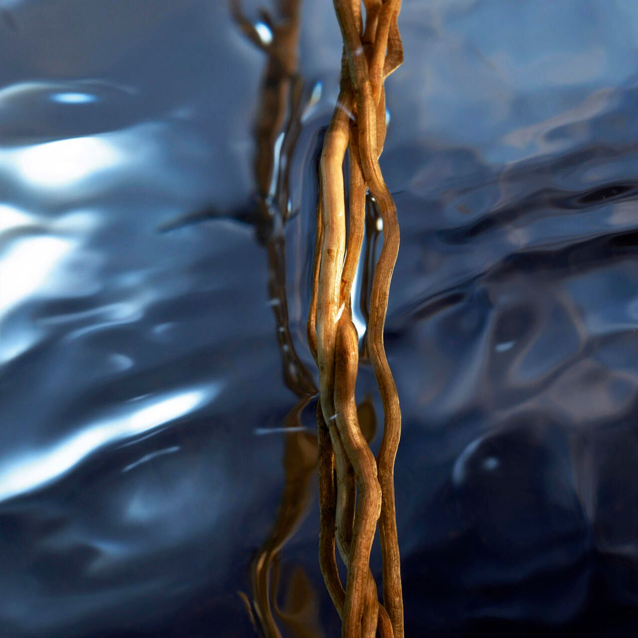 Radici marroni e contorte nell'acqua. Lo sfondo è blu e sfocato.