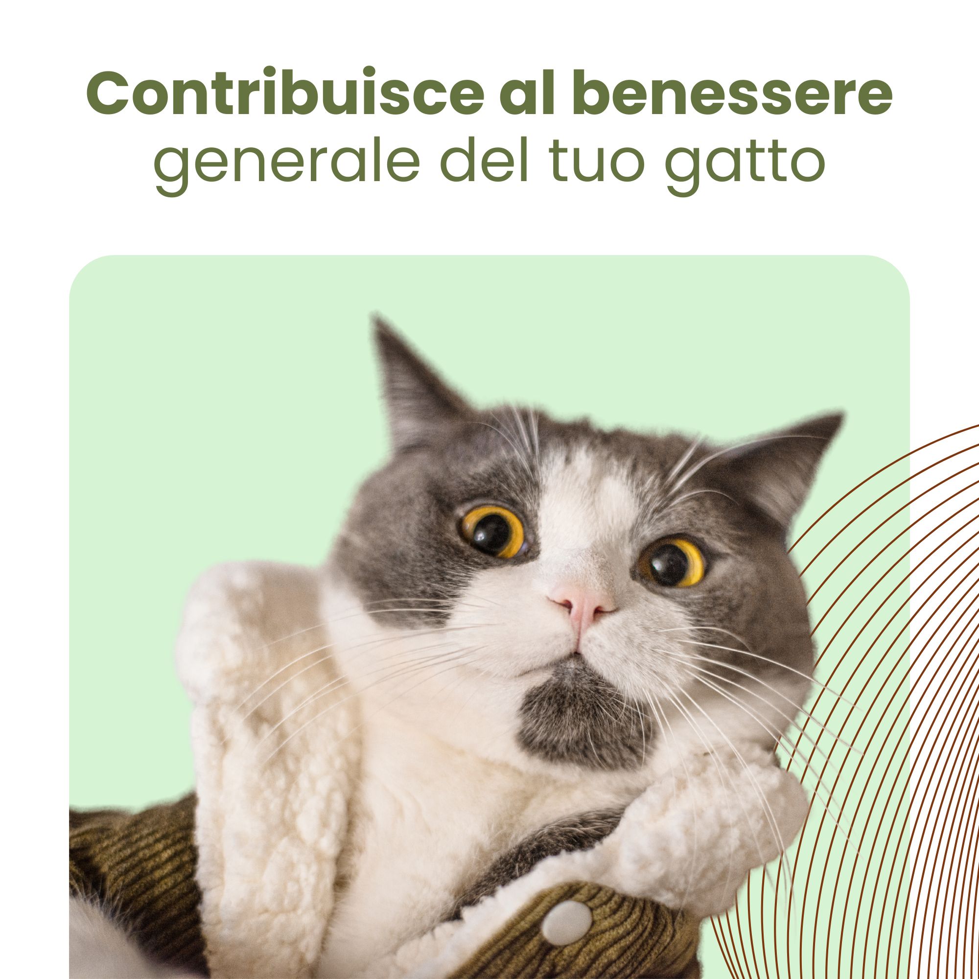 Gatto con giacca. Testo: Contribuisce al benessere generale del tuo gatto.