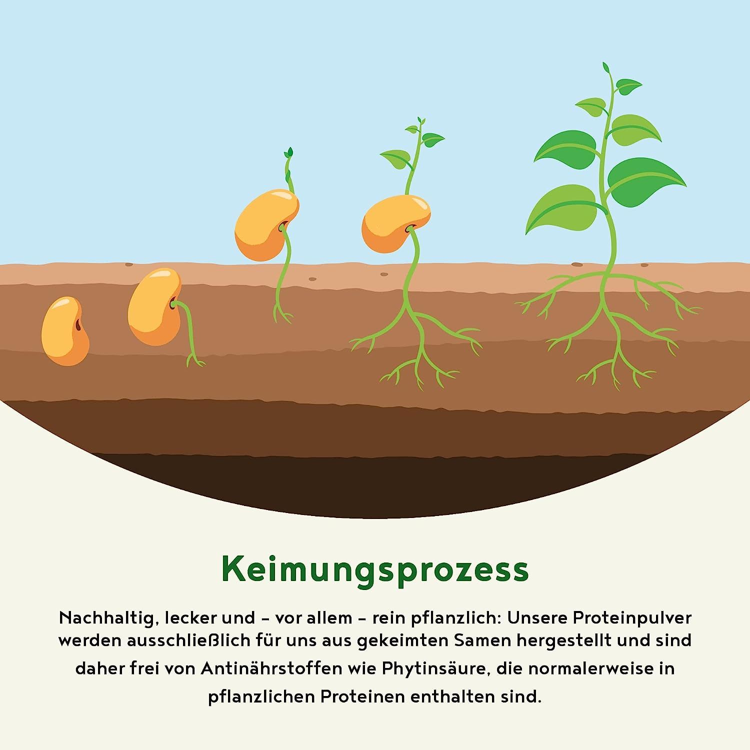 Illustrazione del processo di germinazione dei semi. Diverse fasi di sviluppo delle piante.