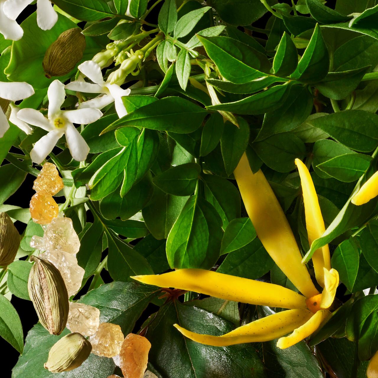 Primo piano di fiori, foglie e spezie. Fiori gialli, foglie verdi, spezie marroni.