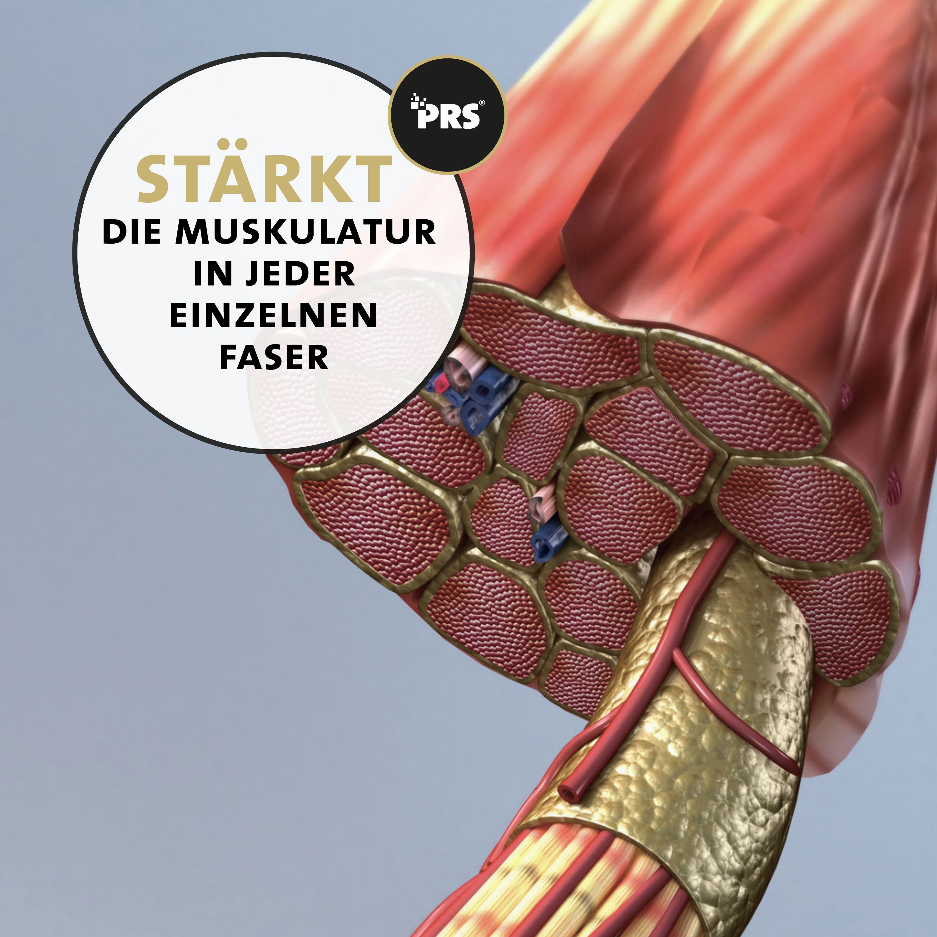 Fibre muscolari. Testo: Rinforza la muscolatura in ogni singola fibra. Marchio di qualità PRS.