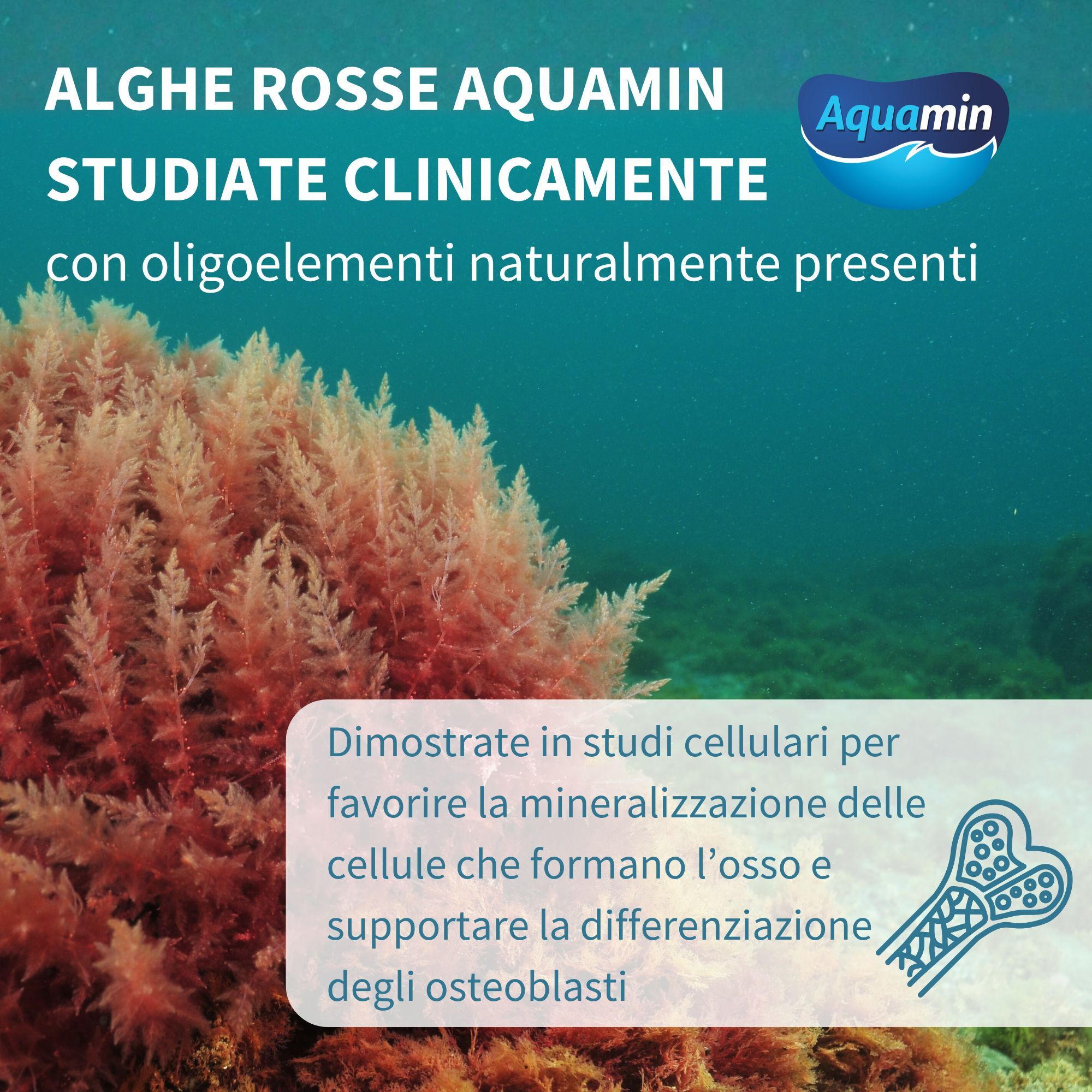 Alghe rosse (Aquamin) sott'acqua, fonte di minerali per il supporto osseo.