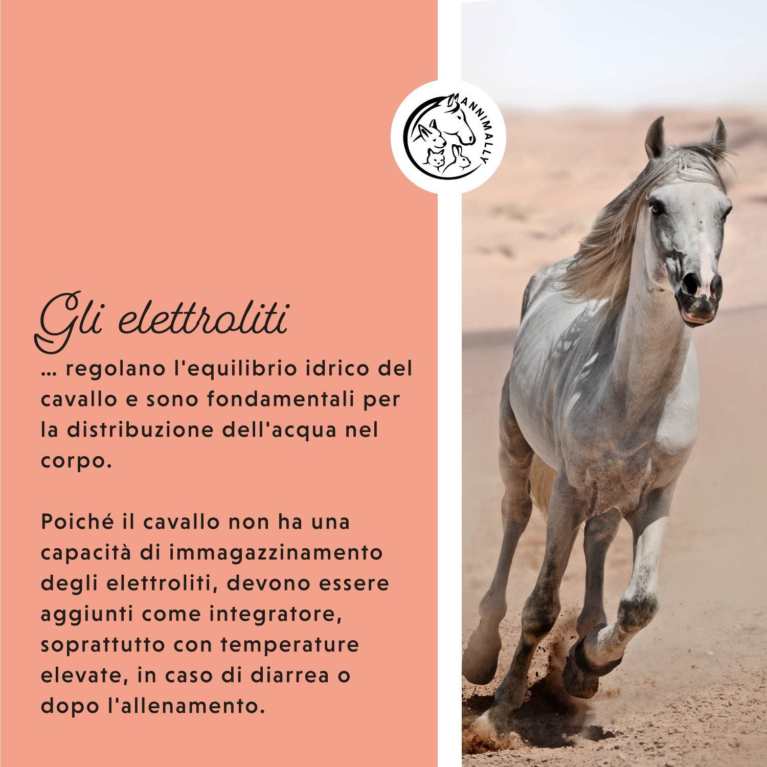 Cavallo bianco che corre sulla sabbia. Testo: Gli elettroliti regolano l'equilibrio idrico. Integratore in caso di alte temperature, diarrea o allenamento.