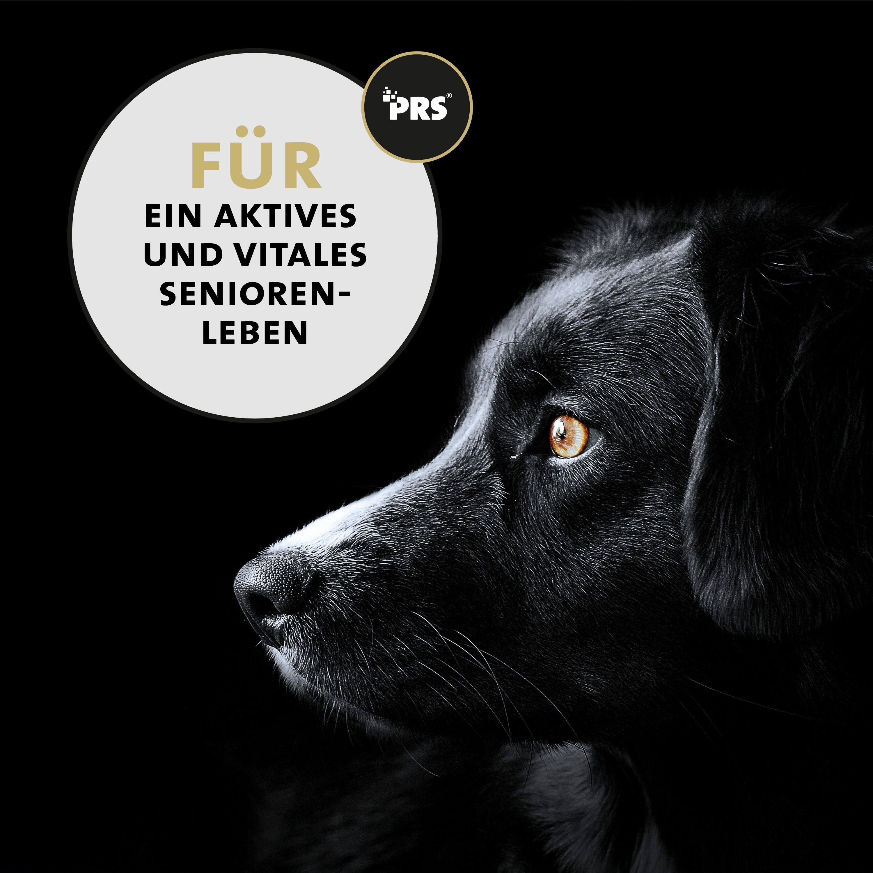 Profilo di un cane nero, Peticare per una vita senior attiva.