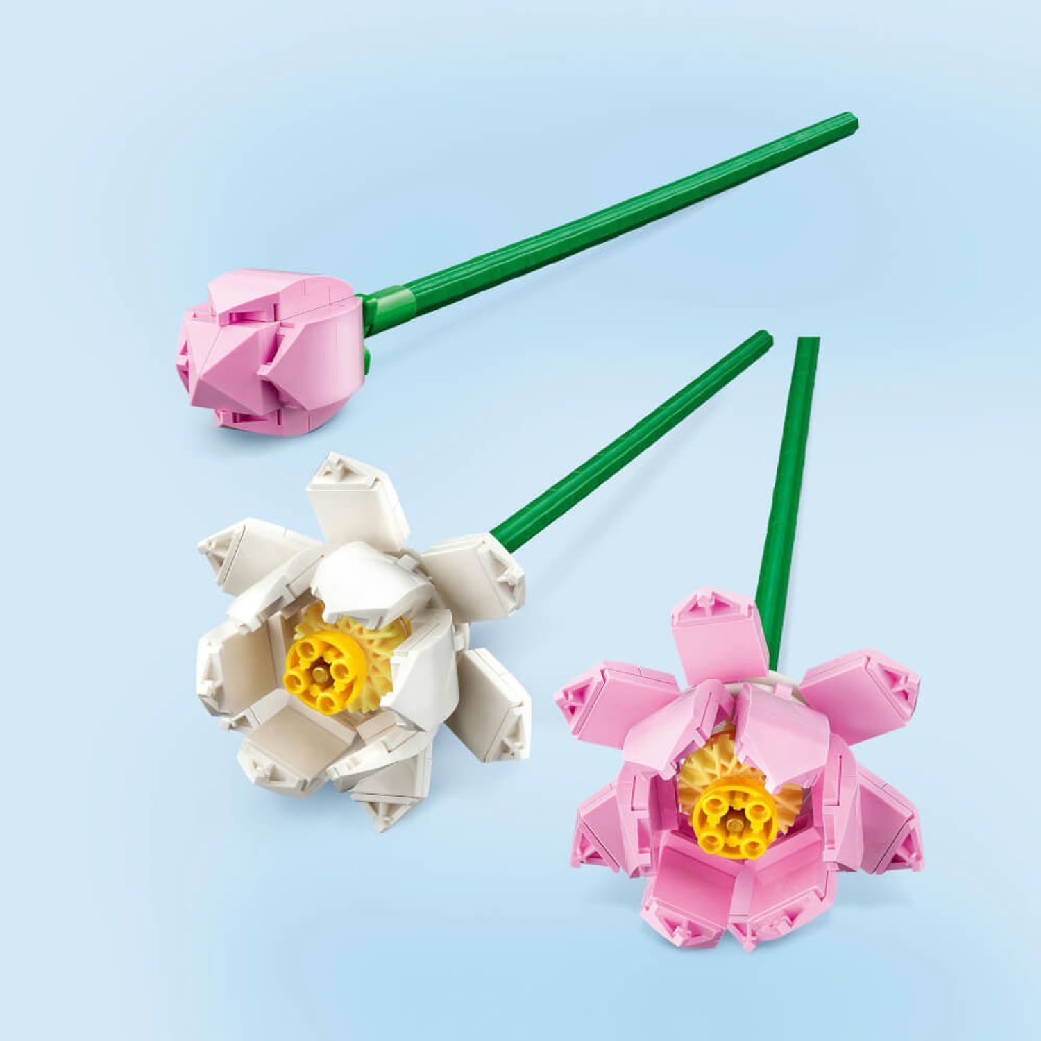 Tre fiori di loto. Un bocciolo, due fiori aperti. Steli verdi, fiori rosa e bianchi. Su sfondo blu.