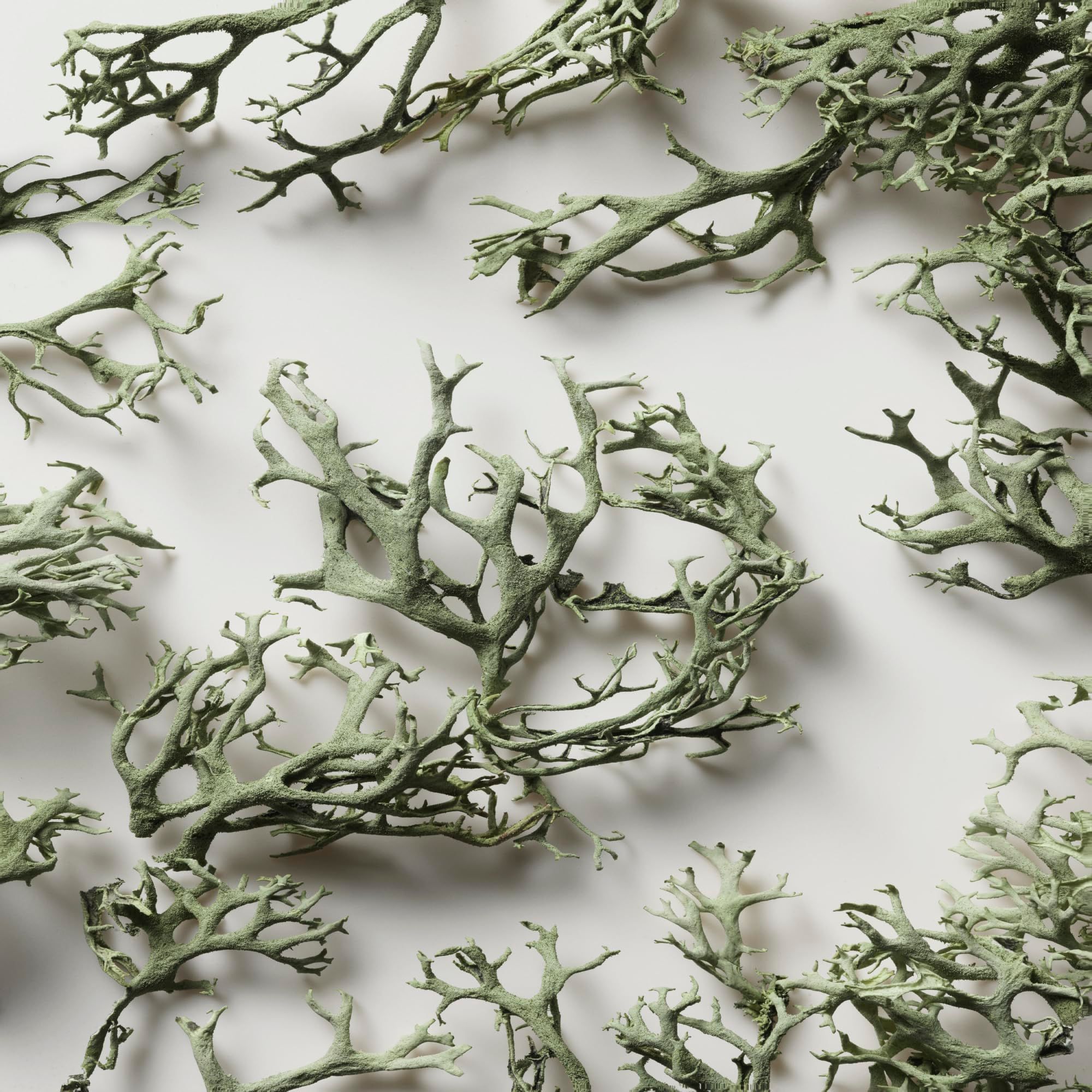 Primo piano di piante ramificate verde chiaro su sfondo bianco. Diverse piante formano un motivo.